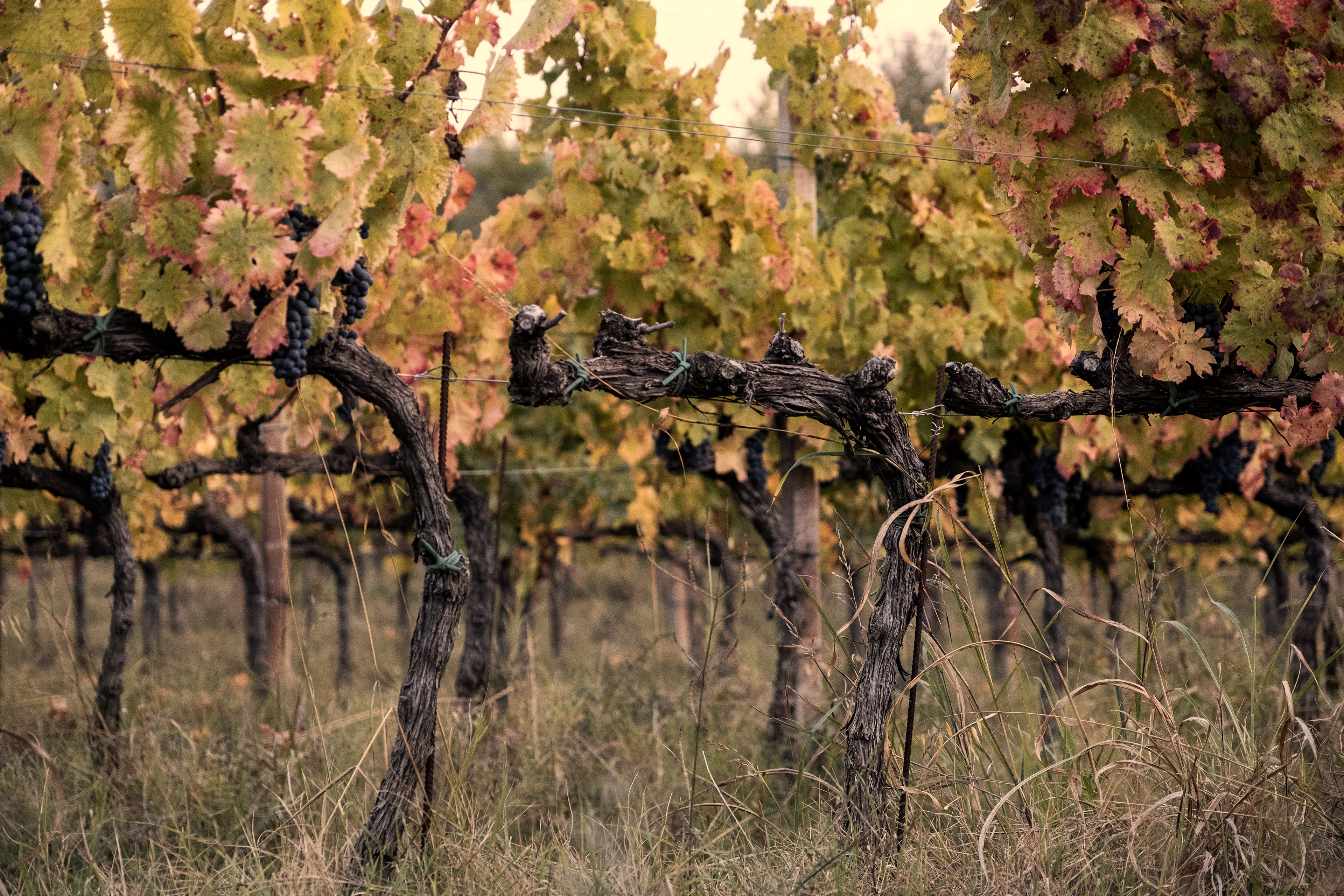 Villa Mongalli Winery ~ Umbria, Italy