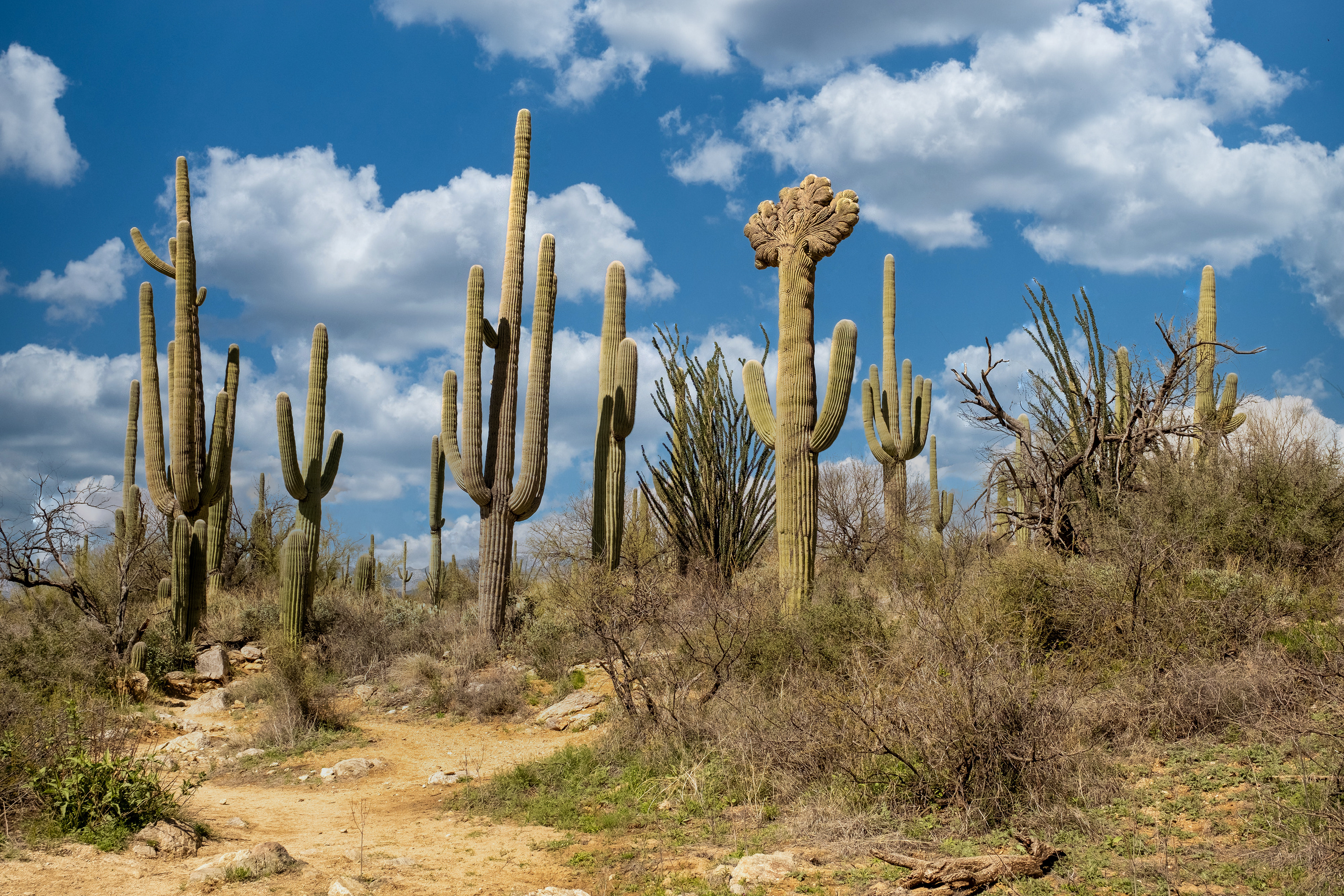 Tucson, Arizona