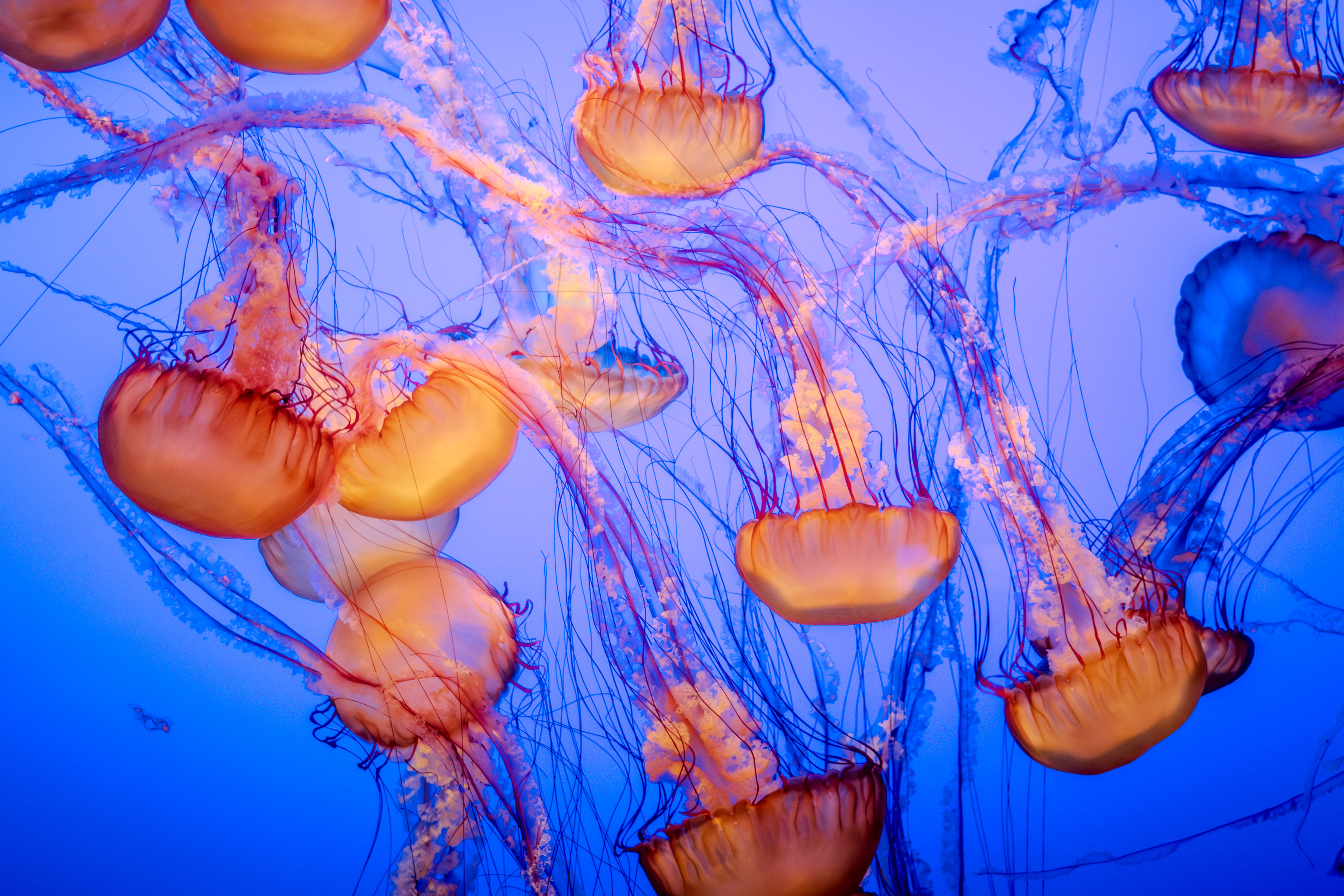 Aquarium Sea Nettle Jellyfish ~ Monterey Bay Aquarium, California 