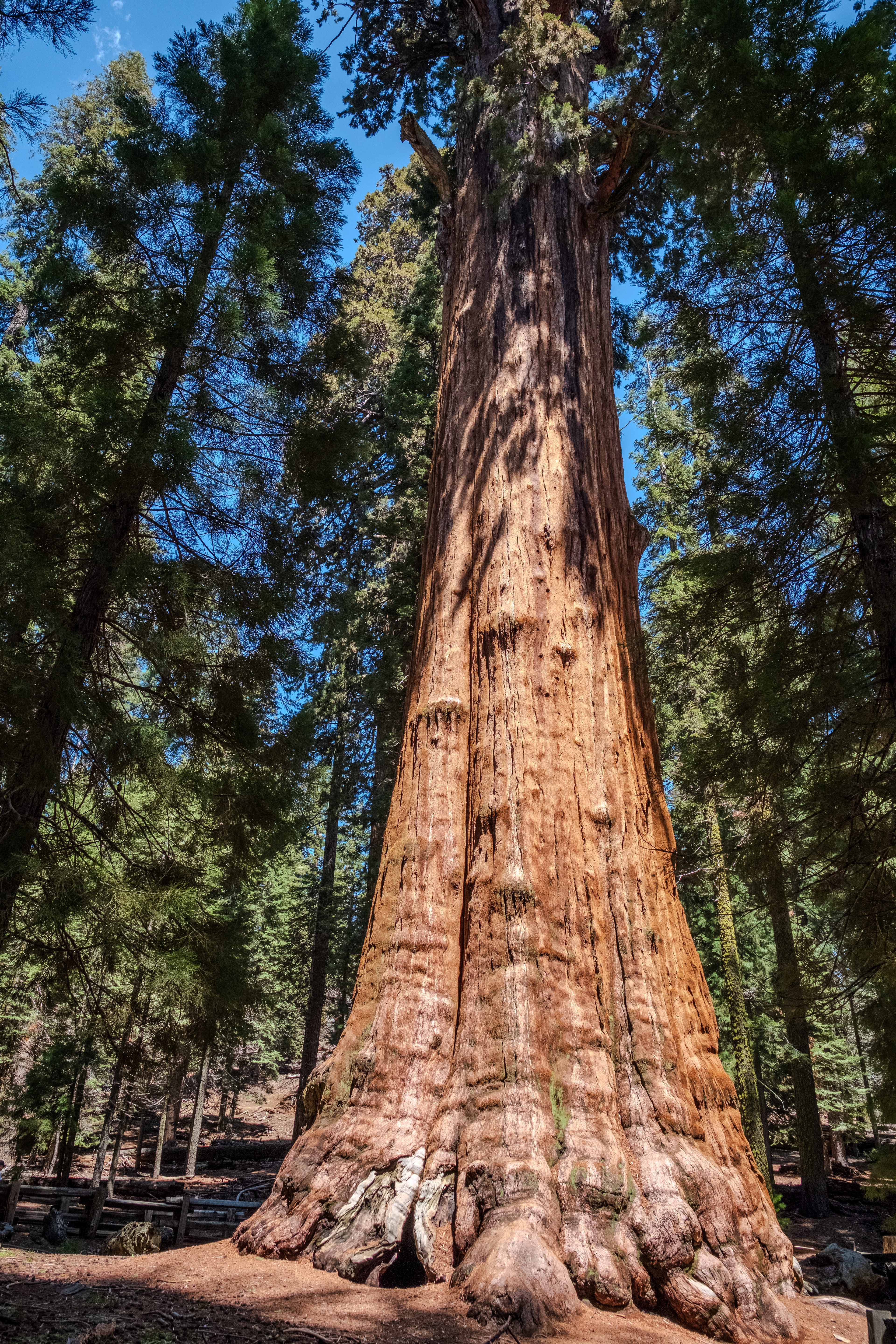 Sequoia National Park, California General Sherman Tree is the largest living single-stem tree on earth by volume.