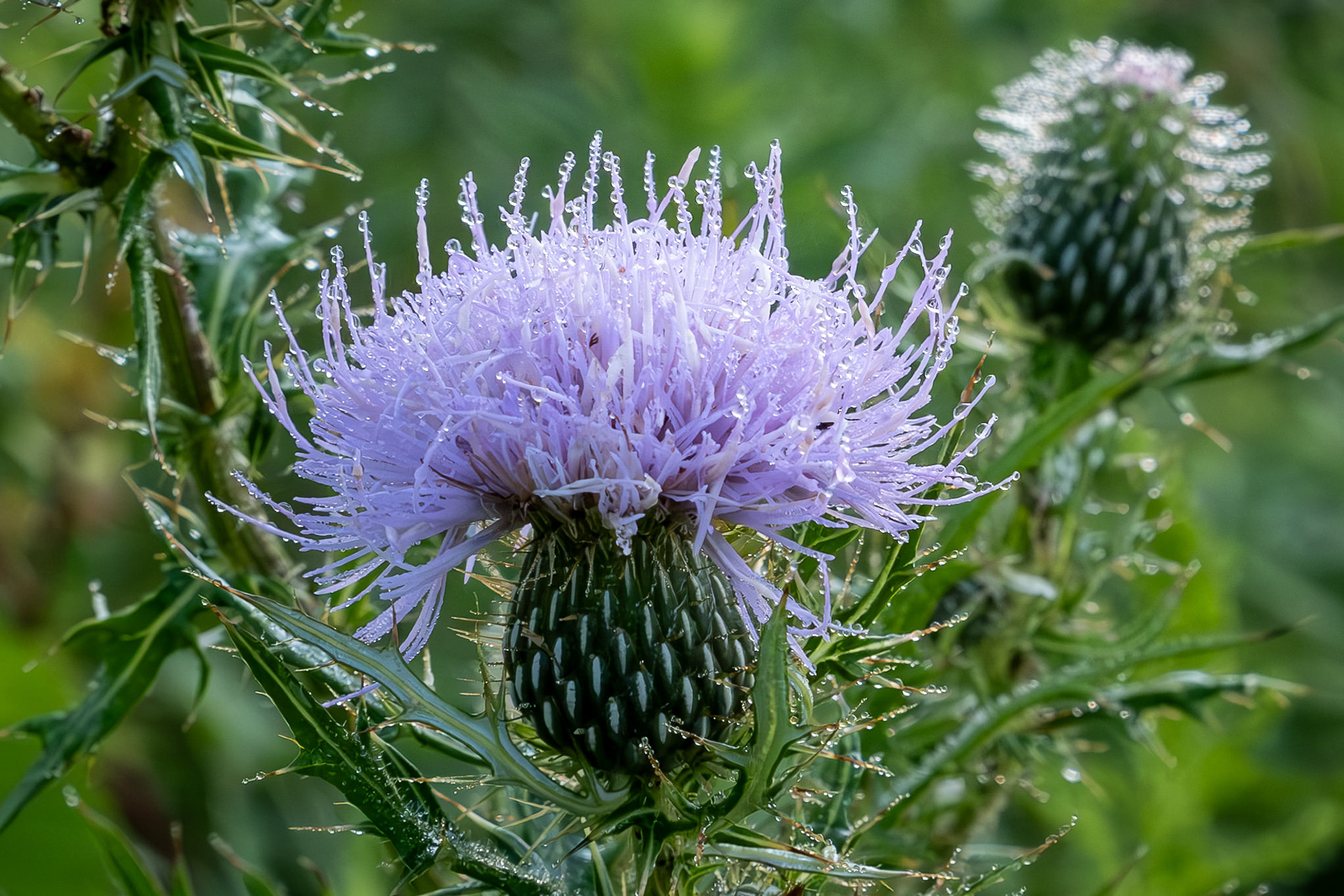 ​Riverbend Nature Center ~ Faribault, Minnesota