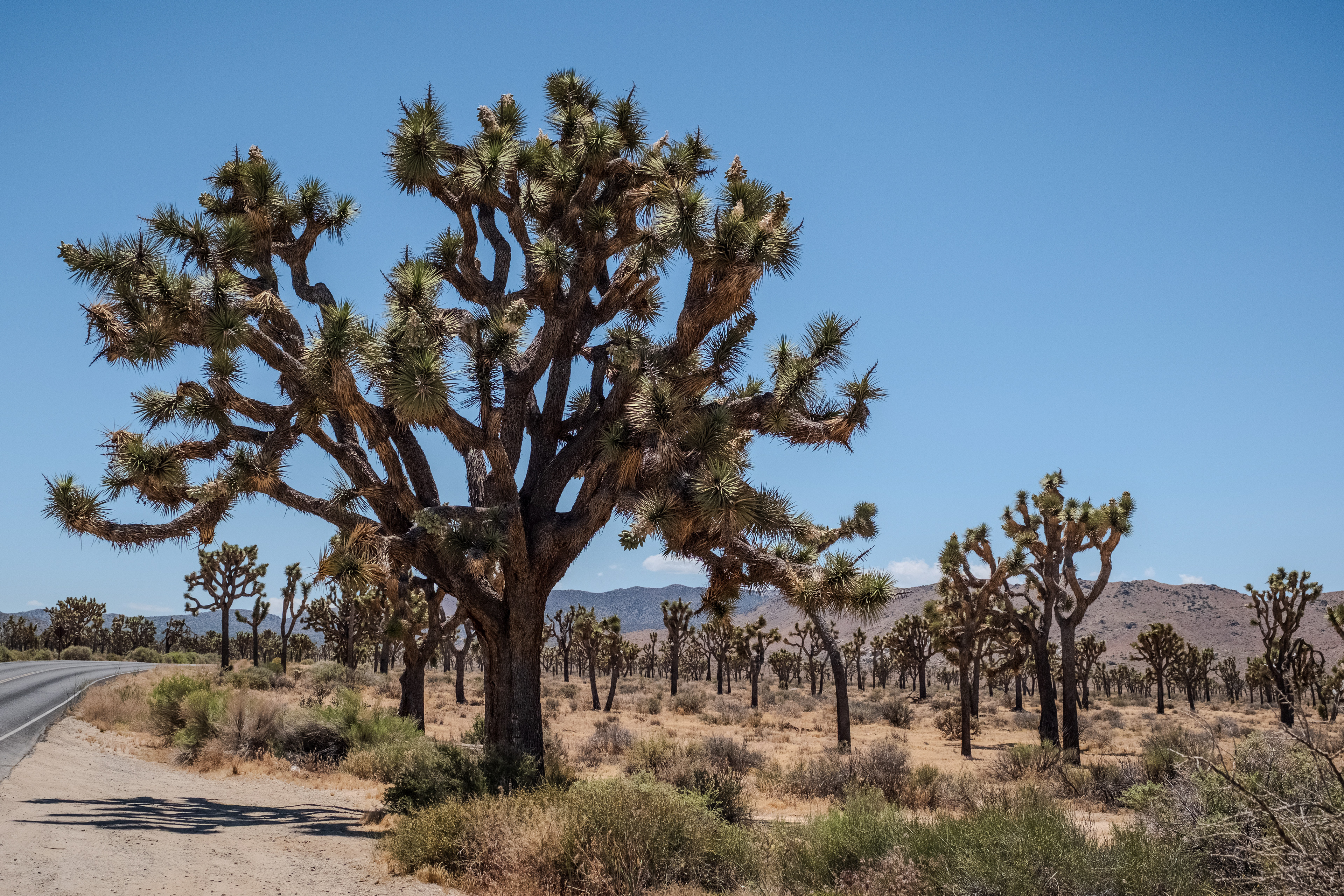 Joshua Tree National Park, California 