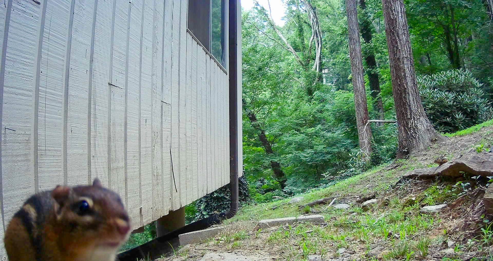 Chipmunks in Asheville, North Carolina