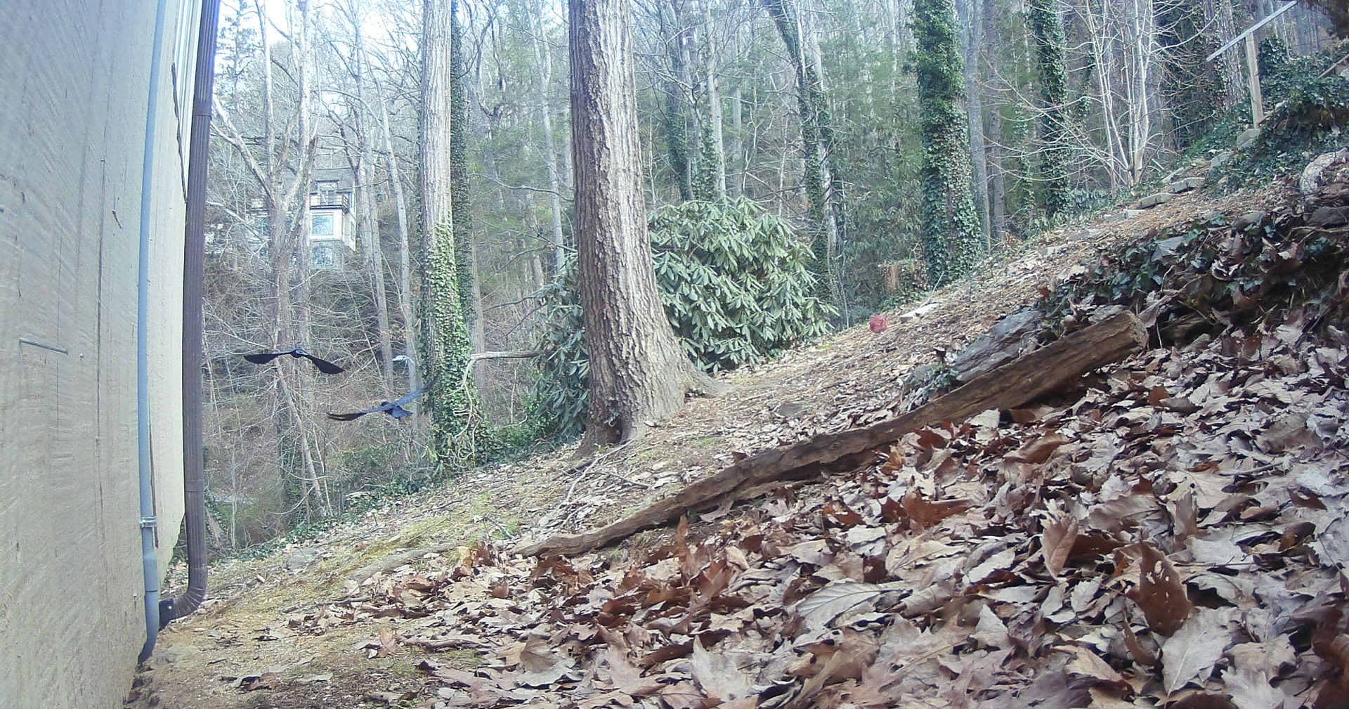 Birds in Asheville, North Carolina