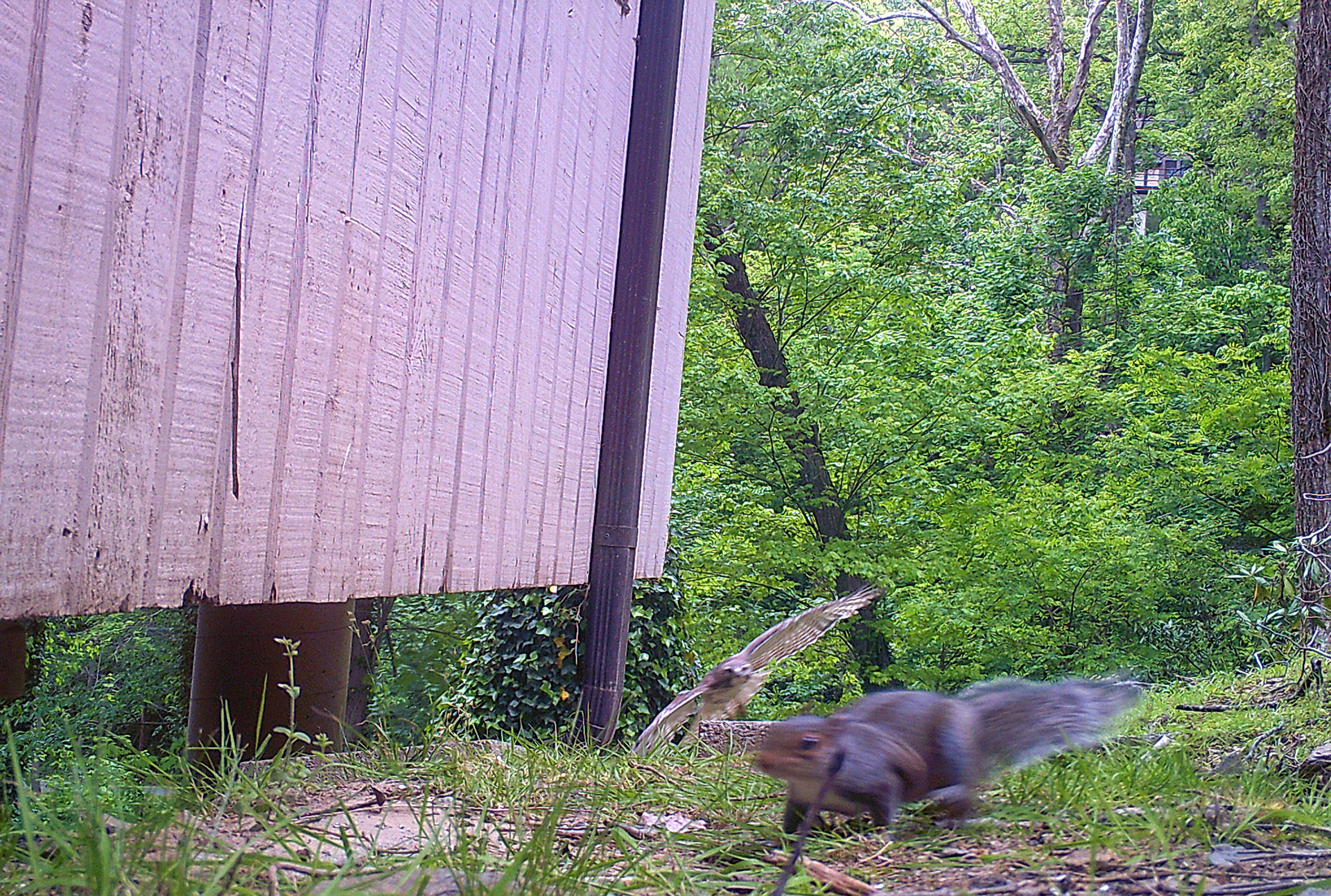Birds in Asheville, North Carolina