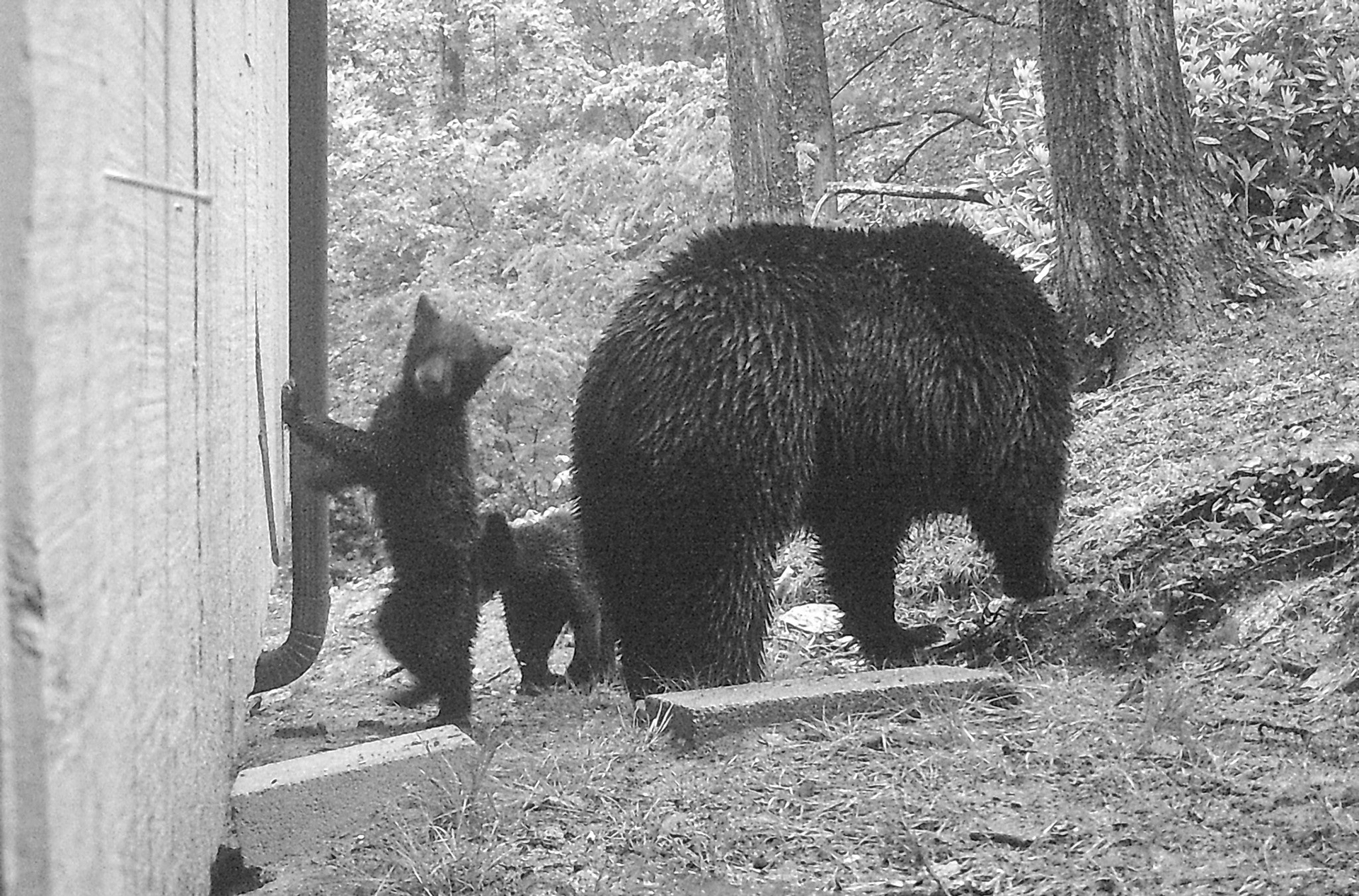 Black Bears in Asheville, North Carolina