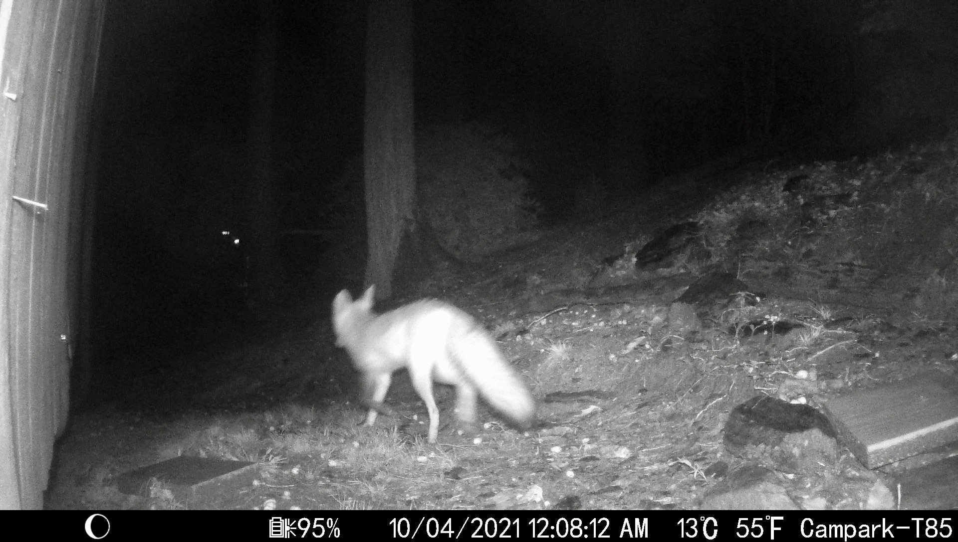 Foxes in Asheville, North Carolina