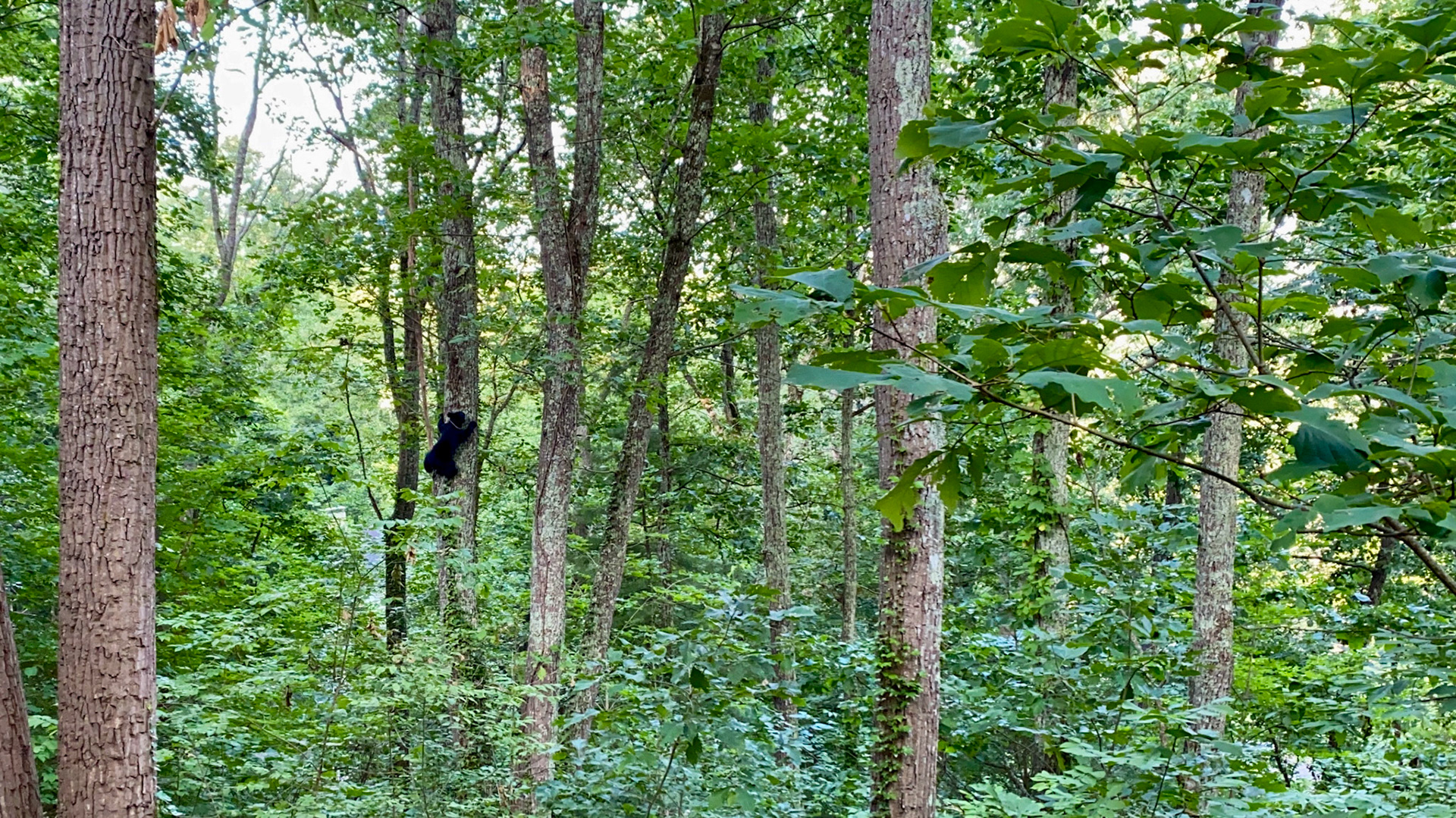 Black Bears in Asheville, North Carolina