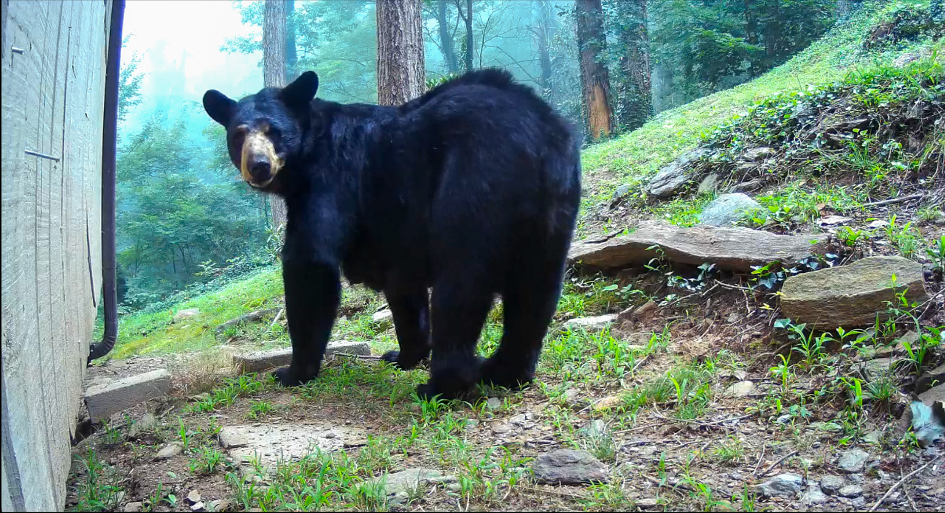 Black Bears in Asheville, North Carolina