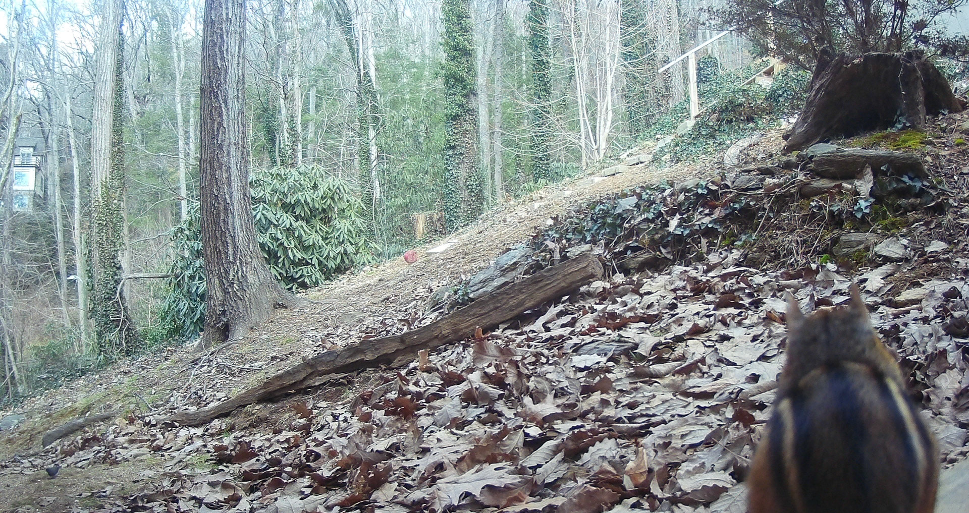 Chipmunks in Asheville, North Carolina