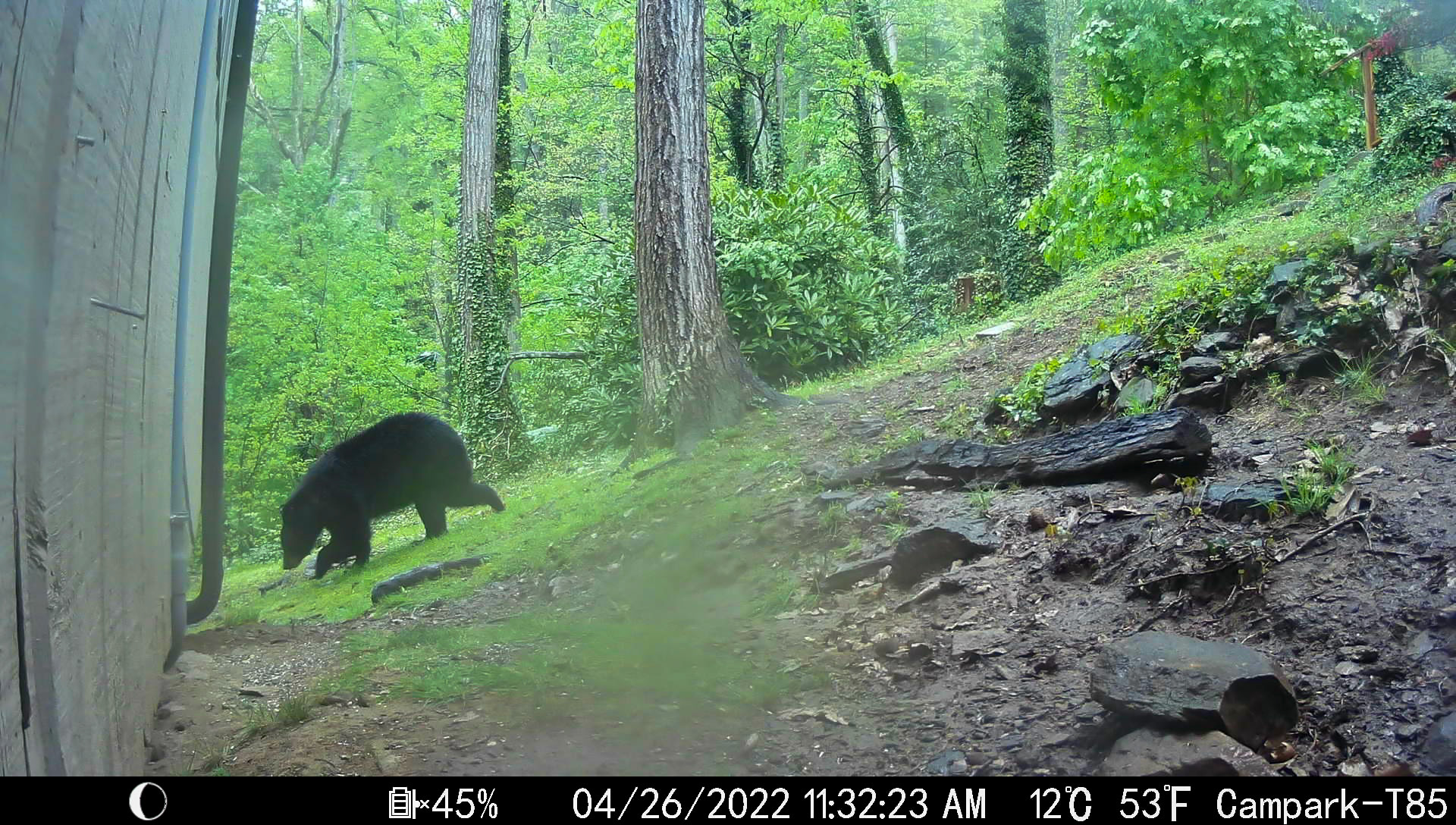 Black Bear in Asheville, NC | April 26, 2022