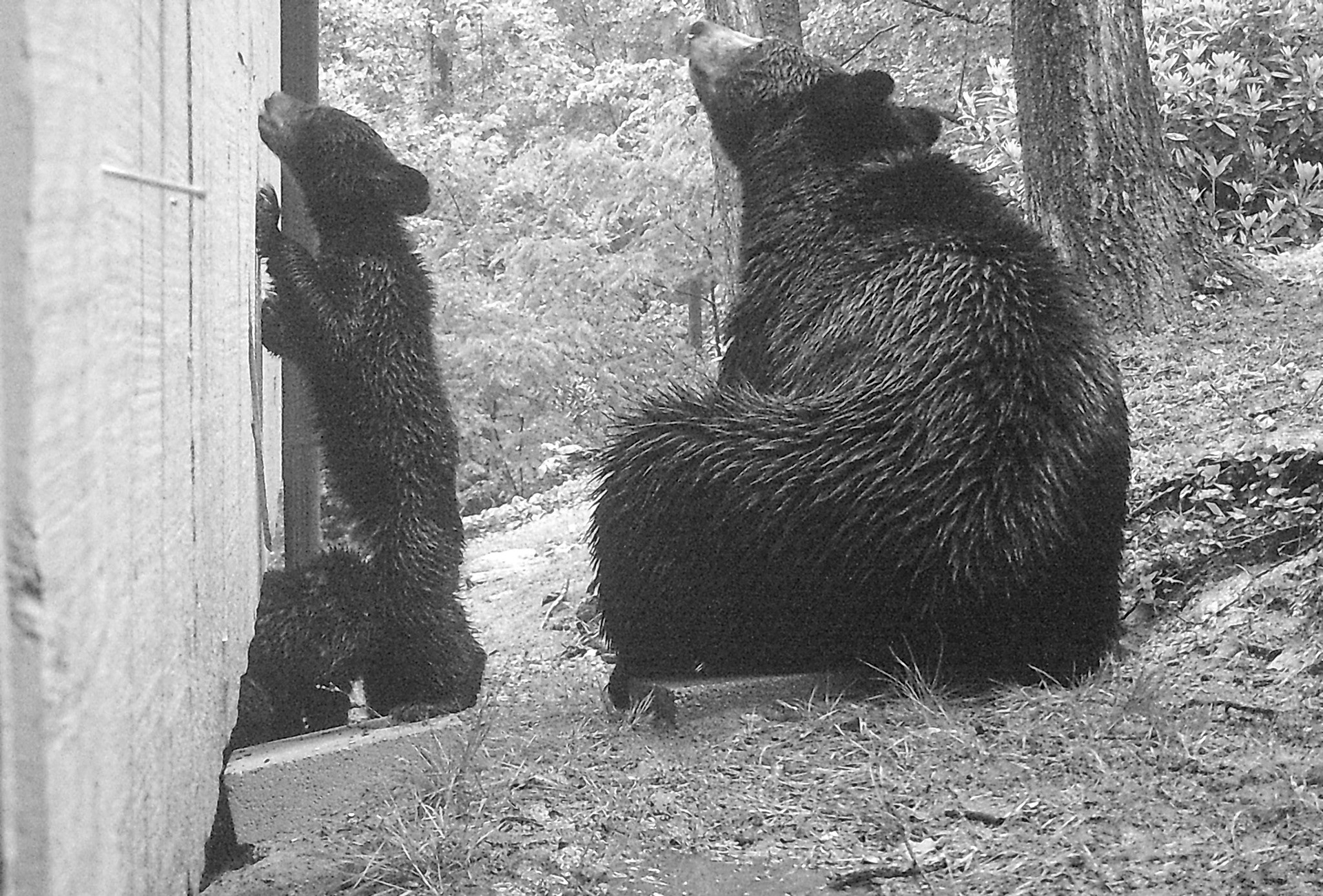 Black Bears in Asheville, North Carolina