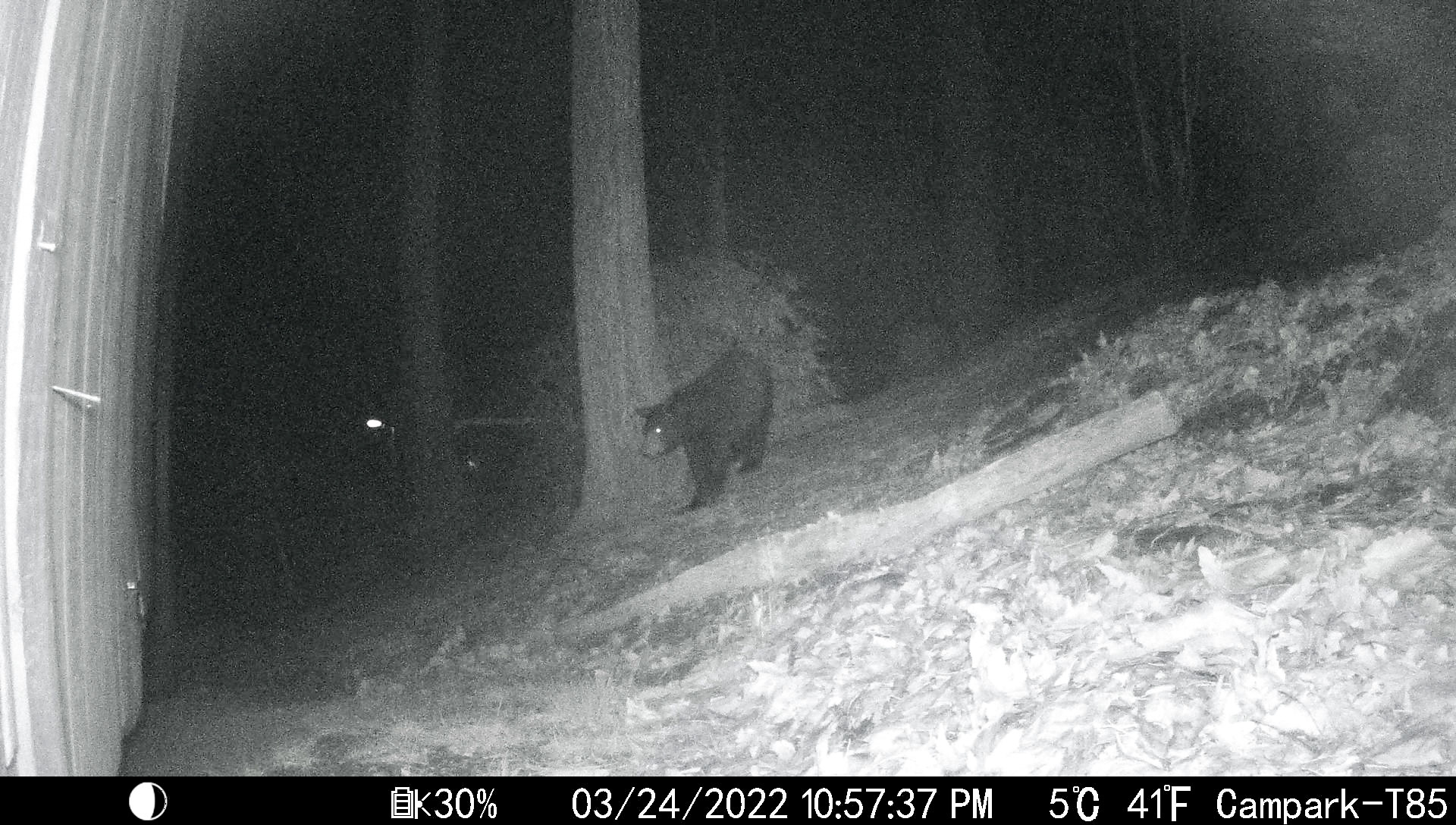 Black Bears in Asheville, North Carolina