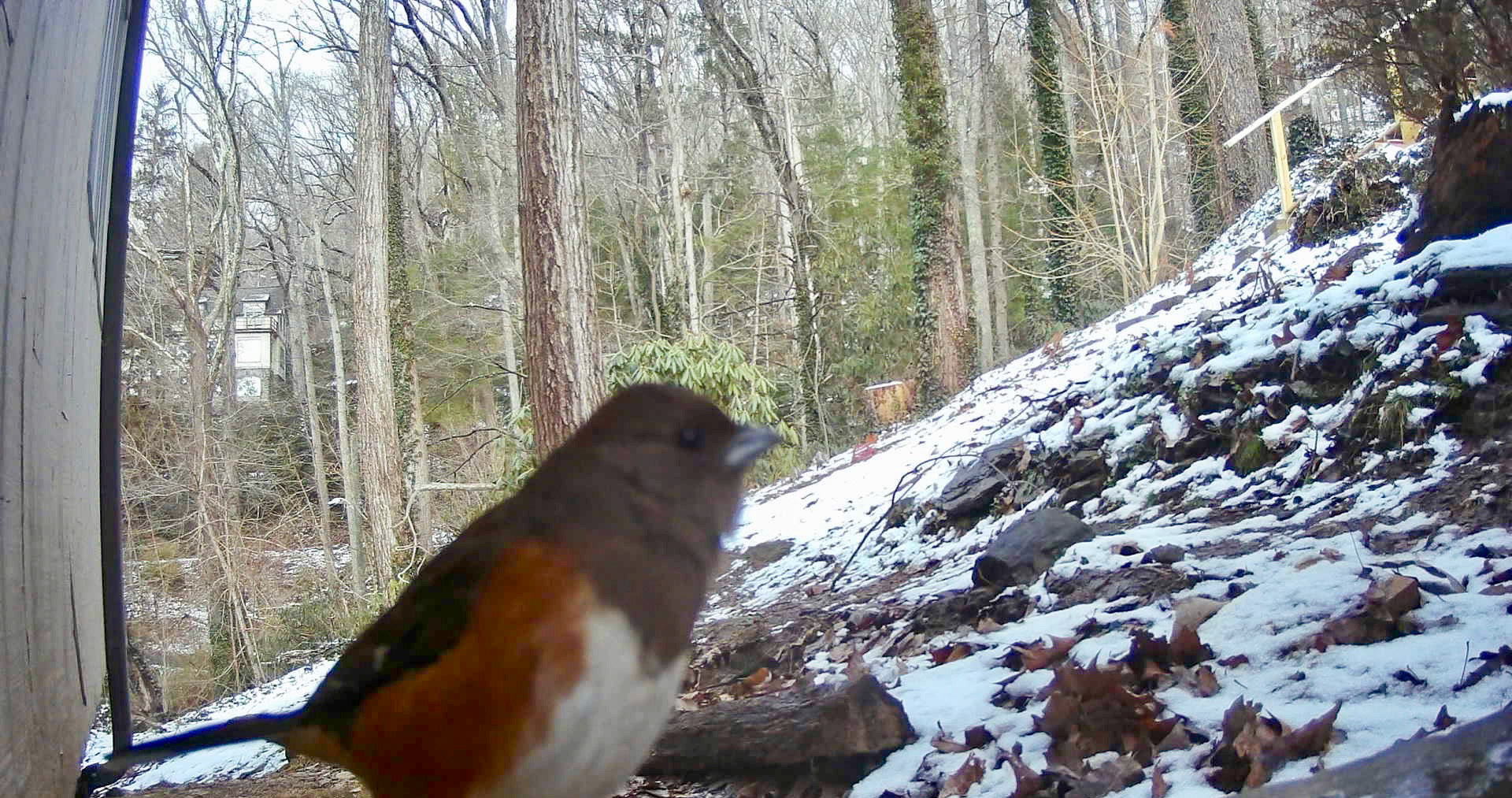 Birds in Asheville, North Carolina