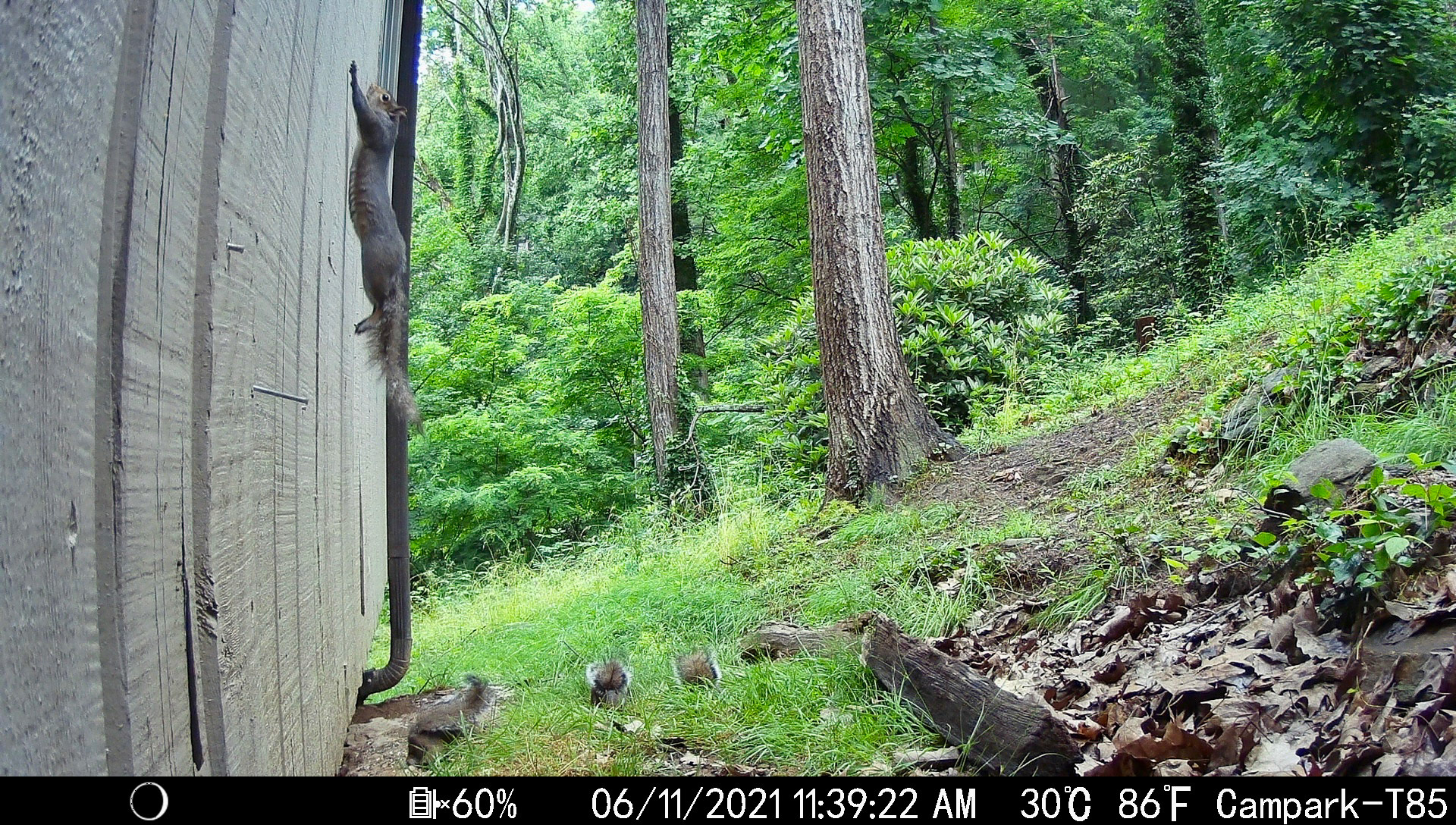 Squirrels in Asheville, North Carolina