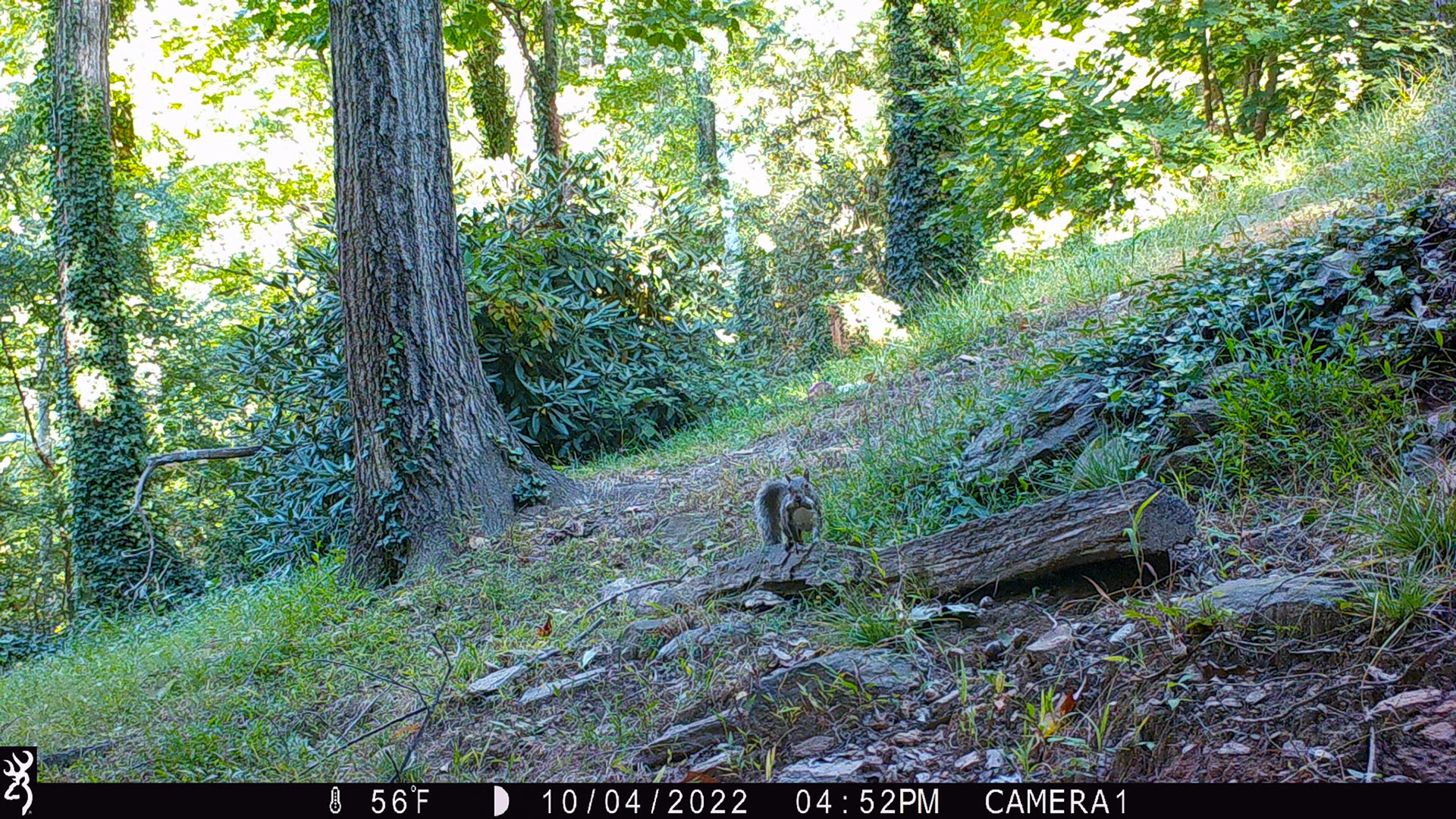 Squirrel with two nuts