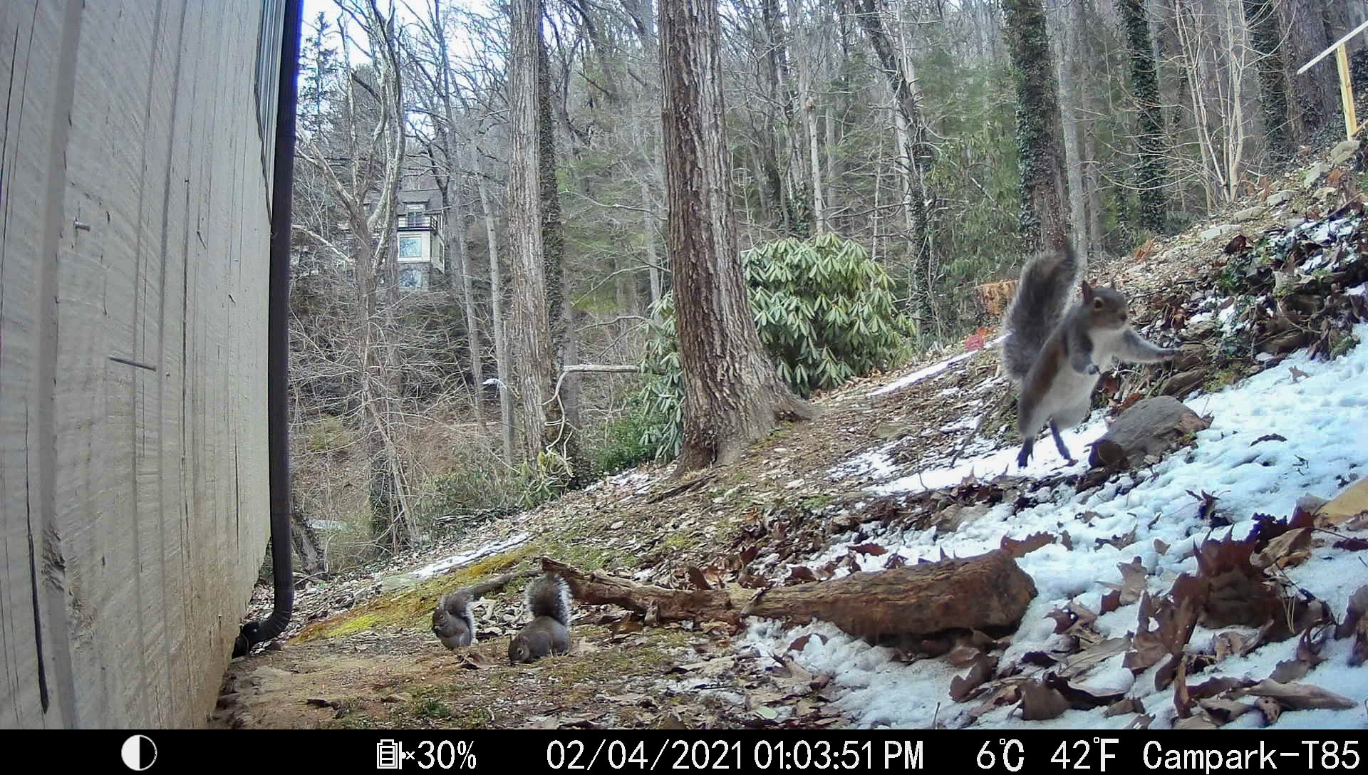 Squirrels in Asheville, North Carolina