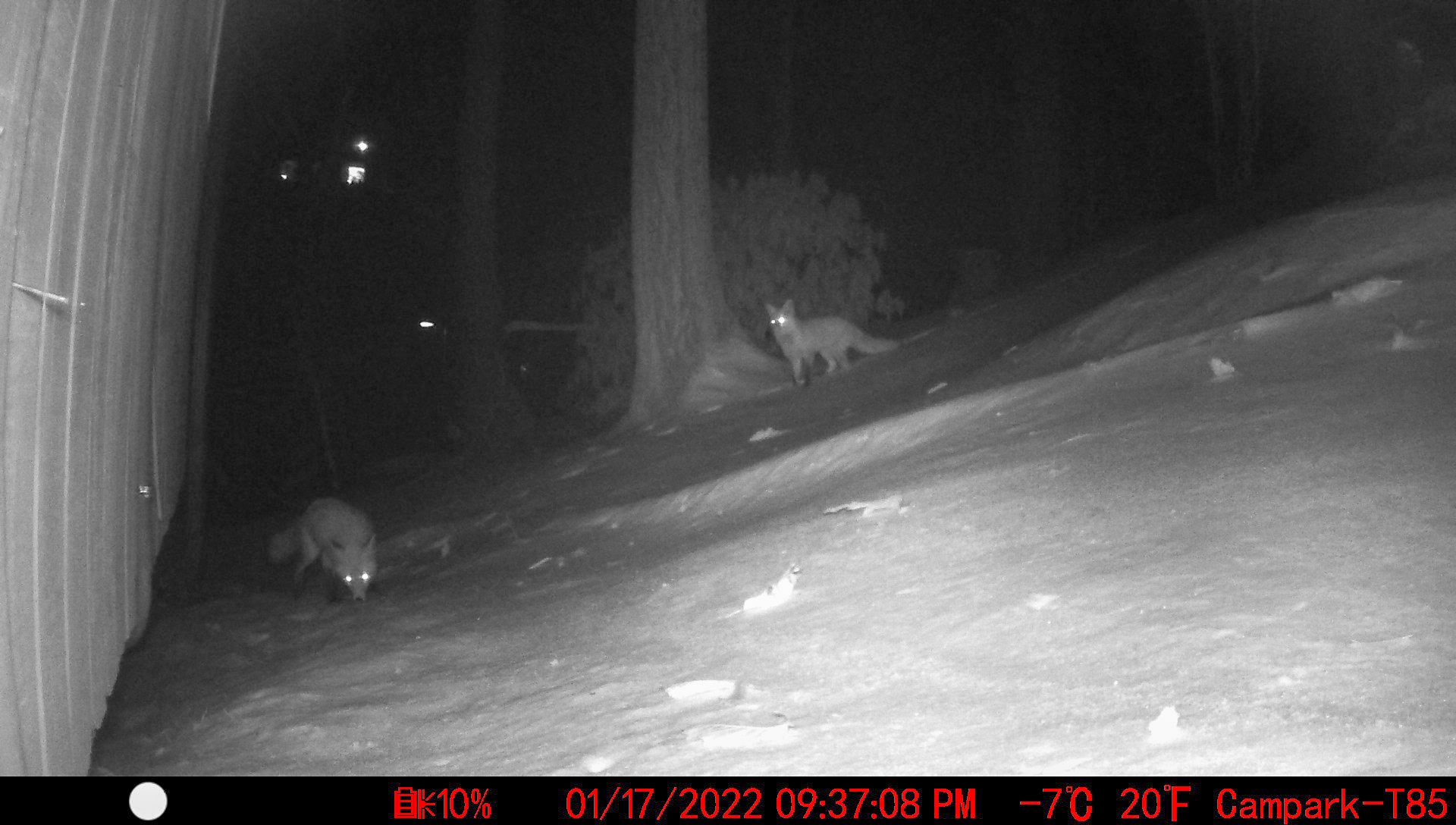 Foxes in Asheville, North Carolina