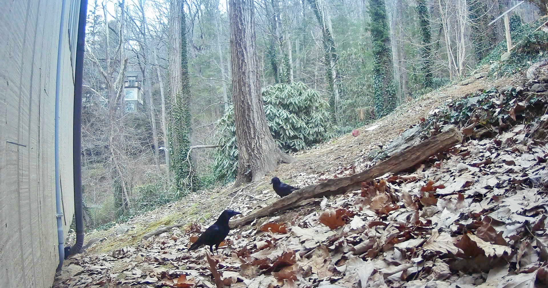Birds in Asheville, North Carolina