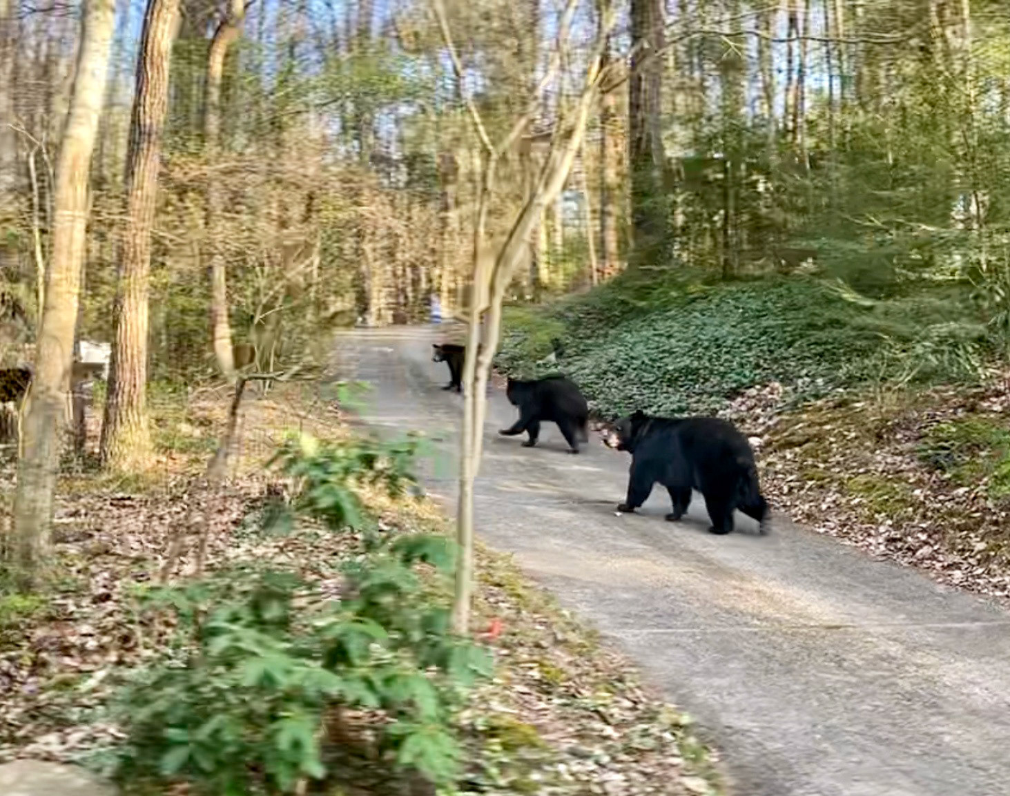 Black Bears in Asheville, North Carolina