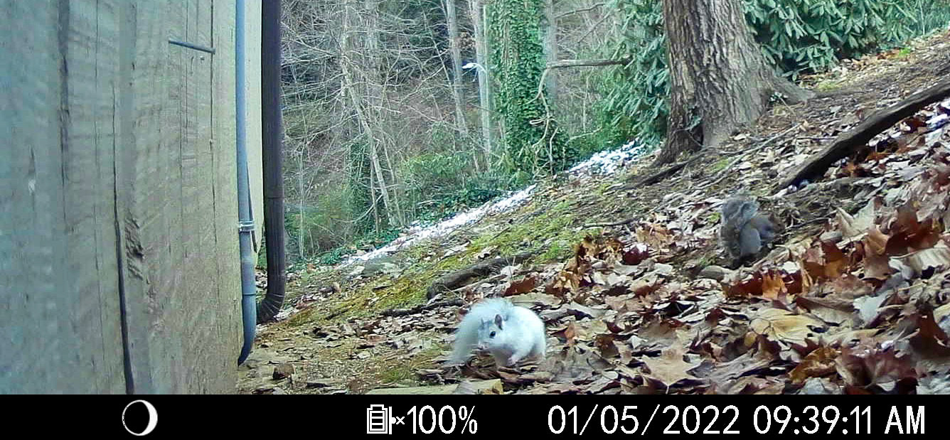 White squirrel in Asheville, North Carolina