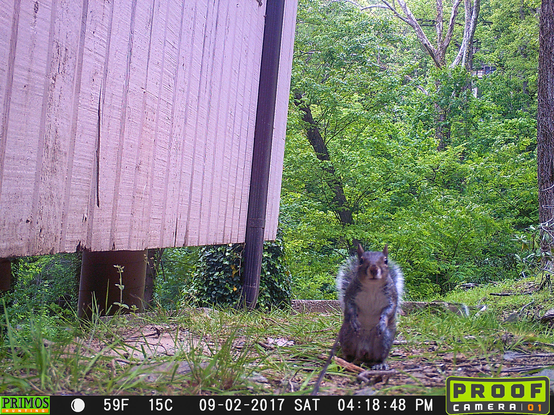 Squirrels in Asheville, North Carolina