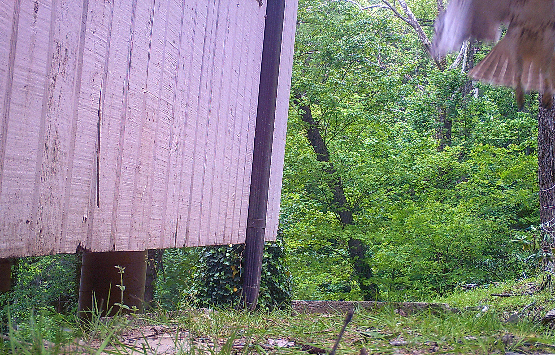 Birds in Asheville, North Carolina