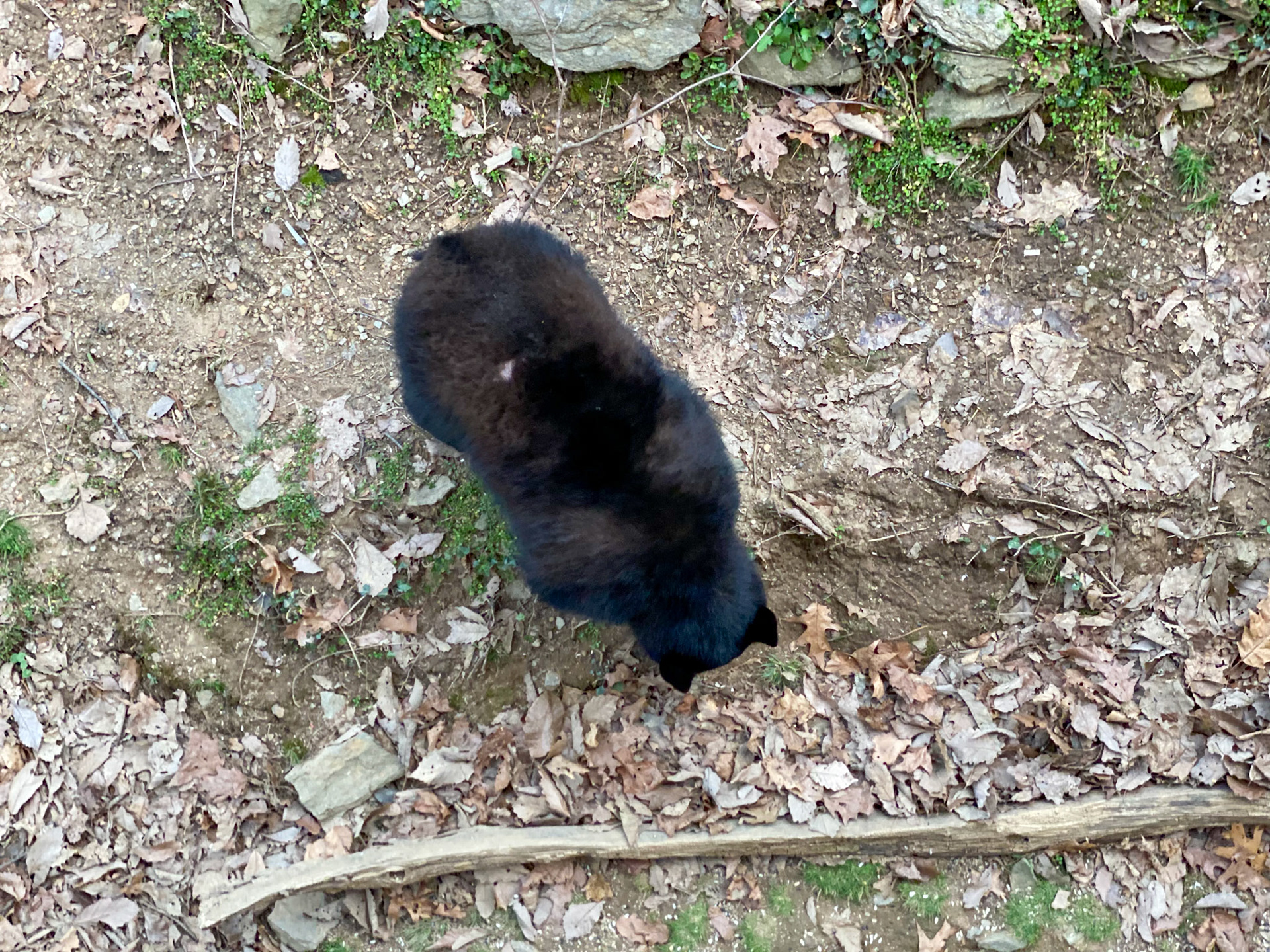 Black Bears in Asheville, North Carolina