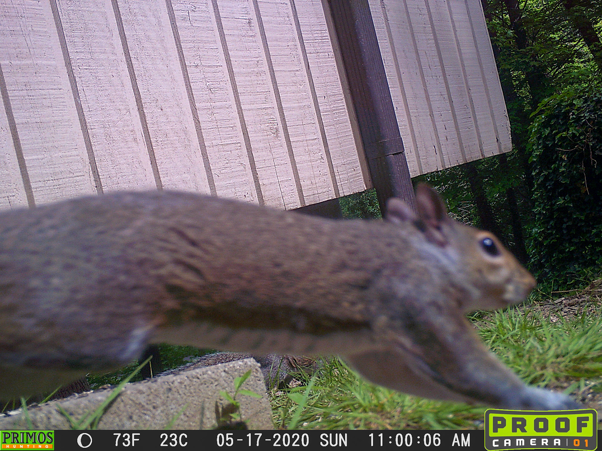 Squirrels in Asheville, North Carolina