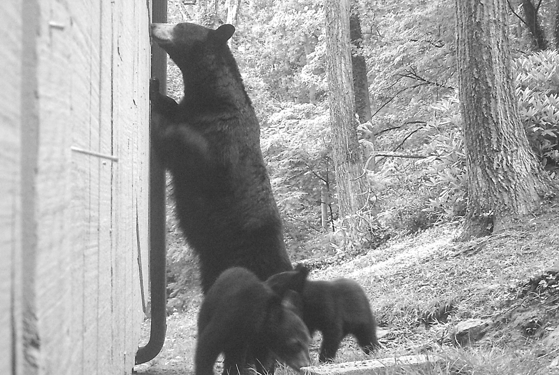 Black Bears in Asheville, North Carolina