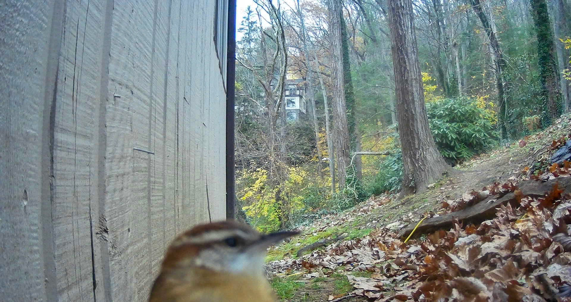 Birds in Asheville, North Carolina