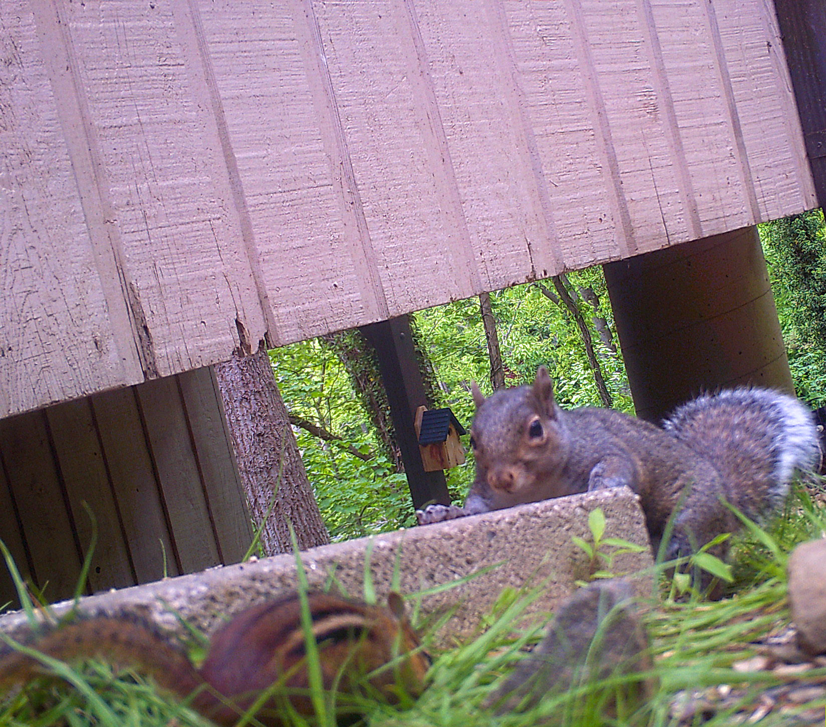 Chipmunks in Asheville, North Carolina