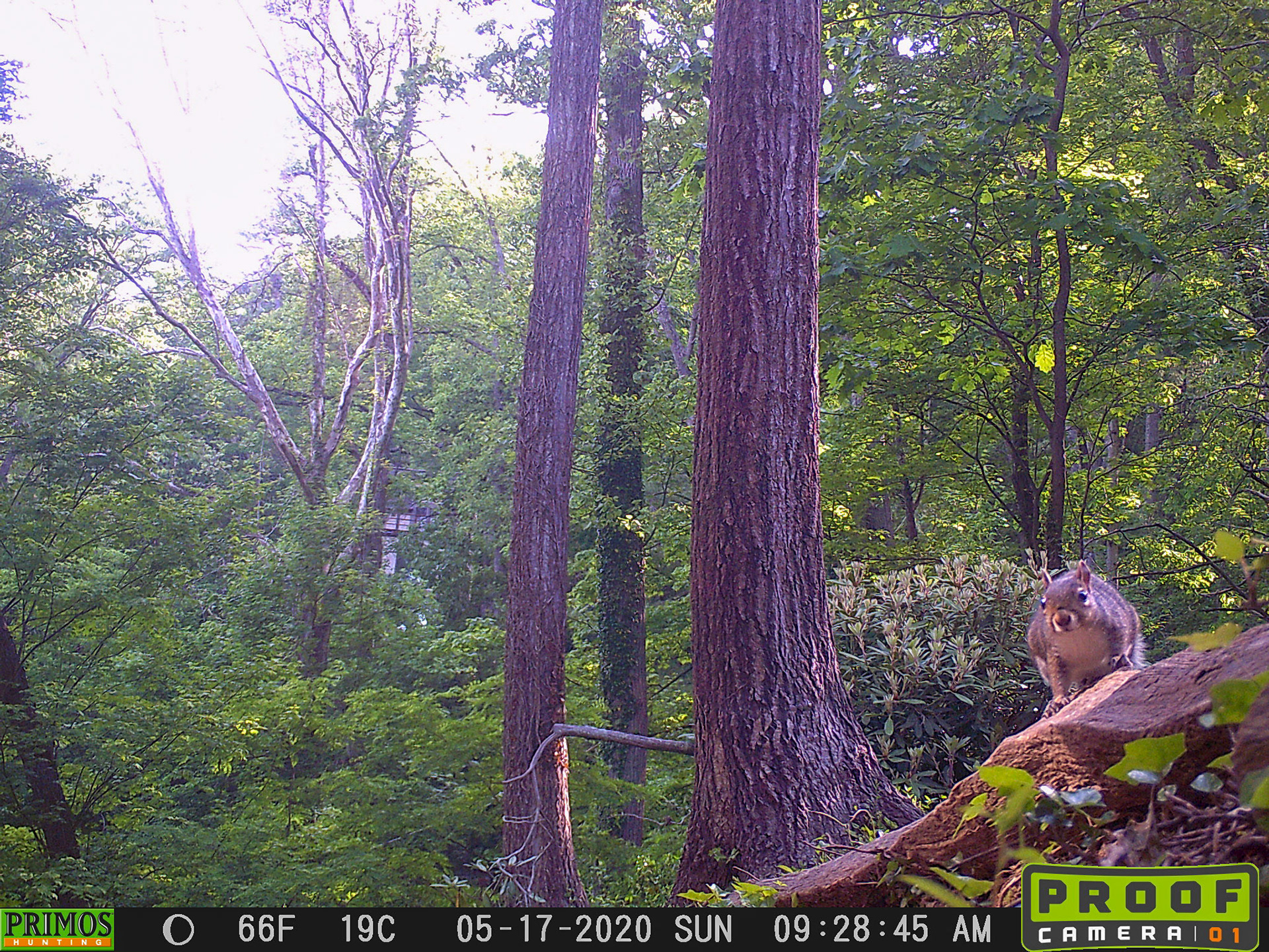 Squirrels in Asheville, North Carolina