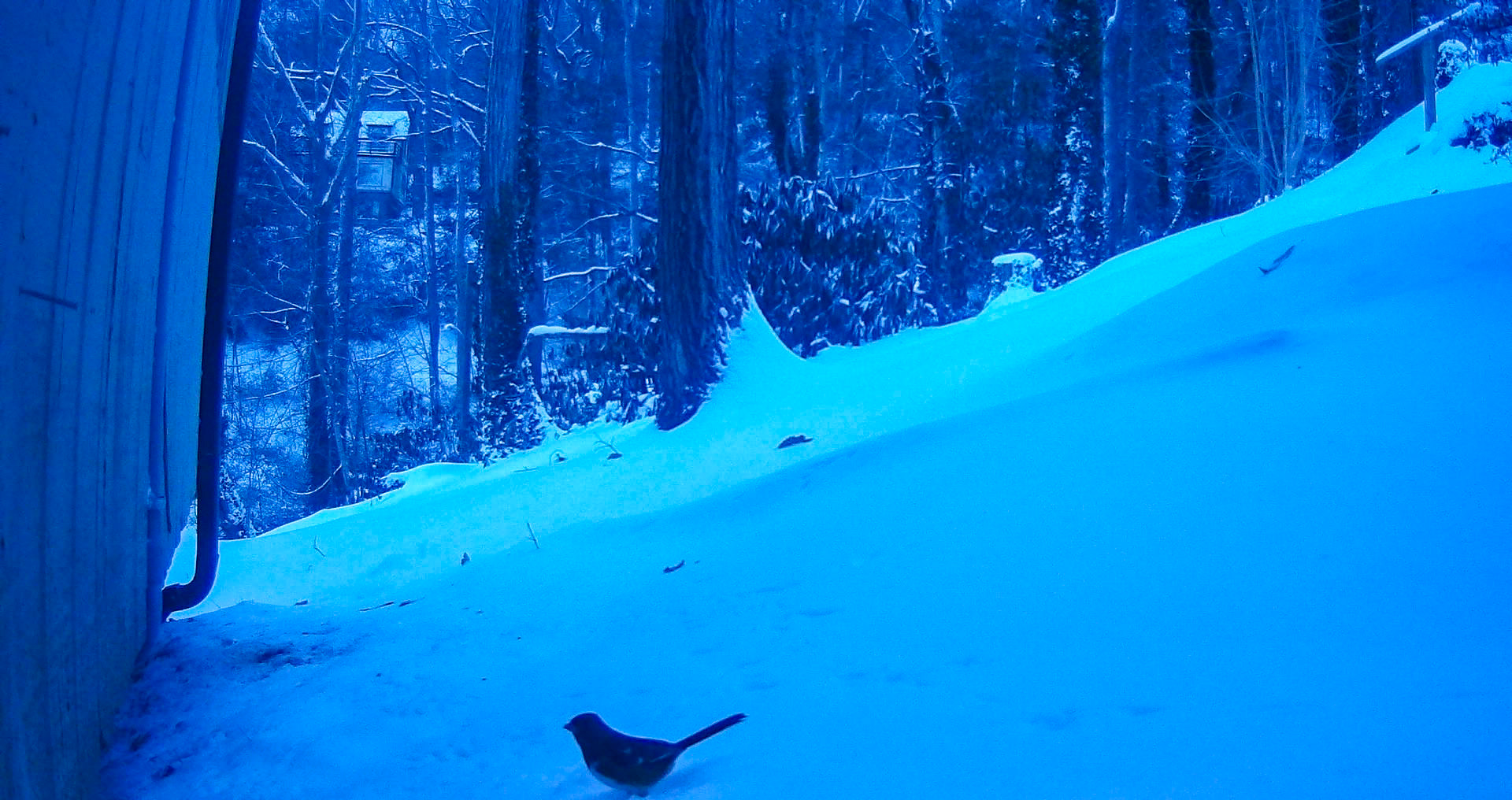 Birds in Asheville, North Carolina