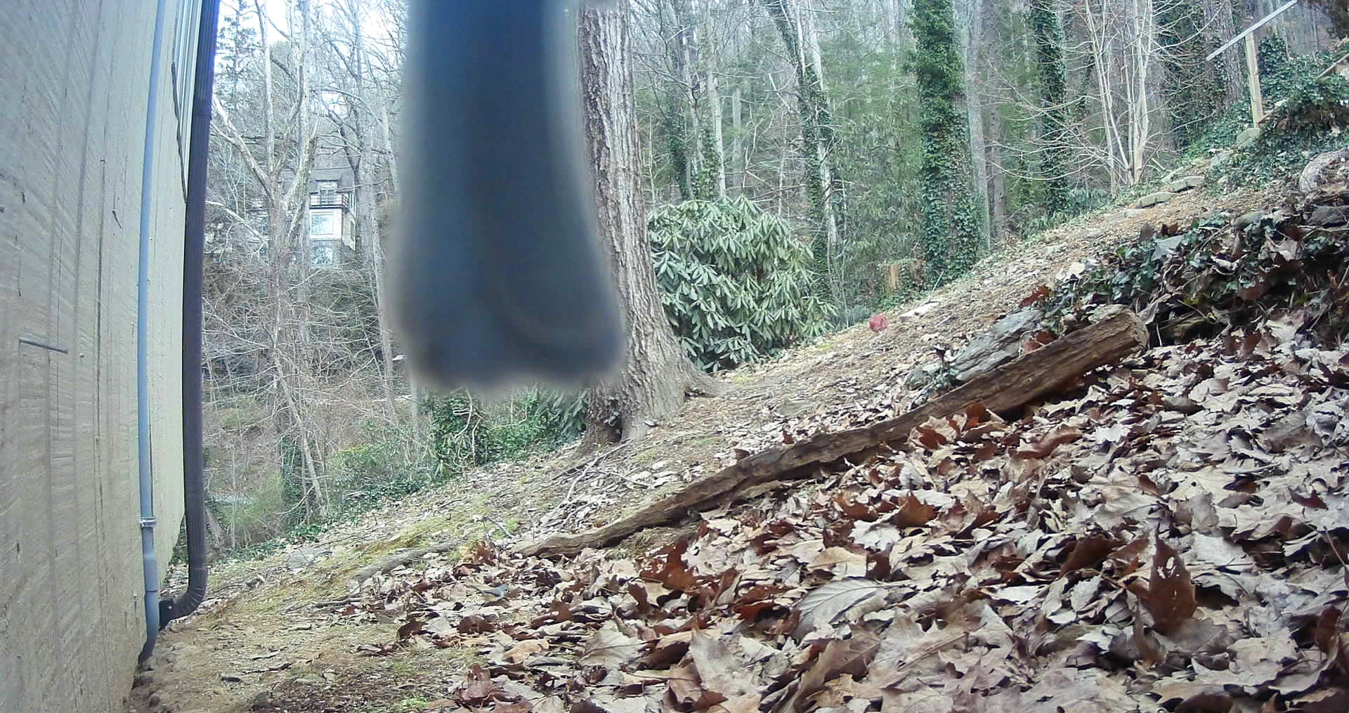 Birds in Asheville, North Carolina