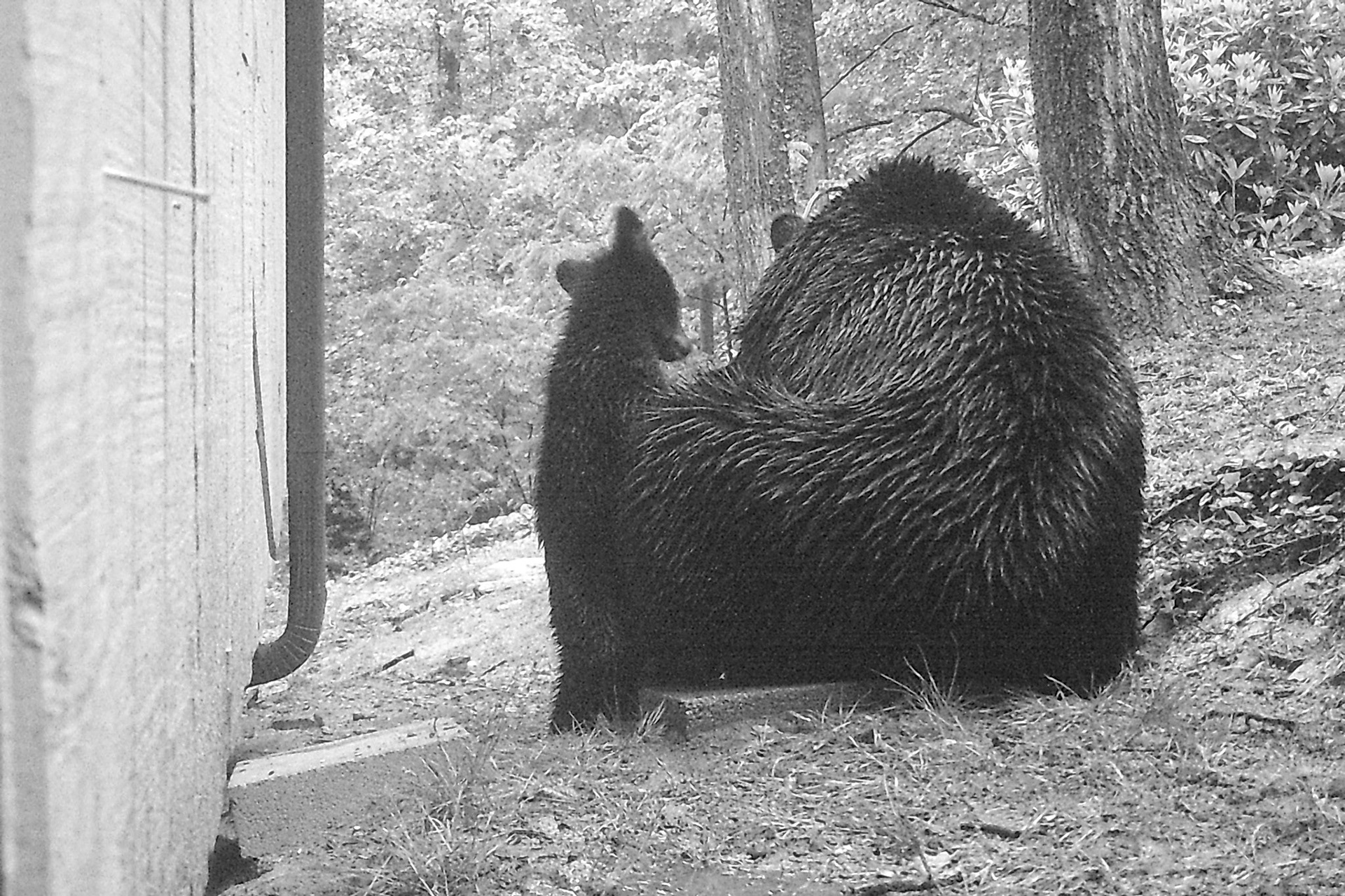 Black Bears in Asheville, North Carolina
