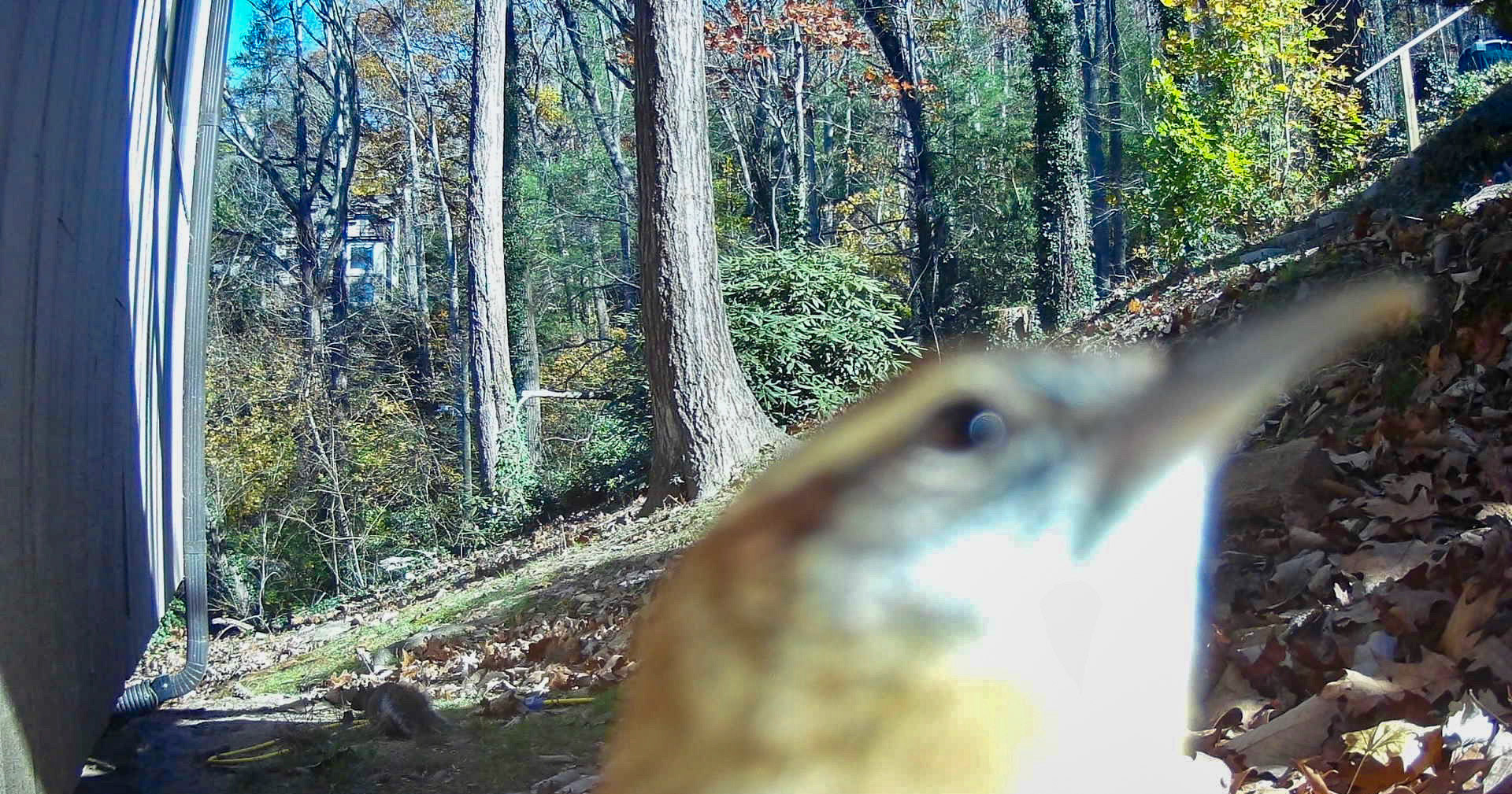 Birds in Asheville, North Carolina