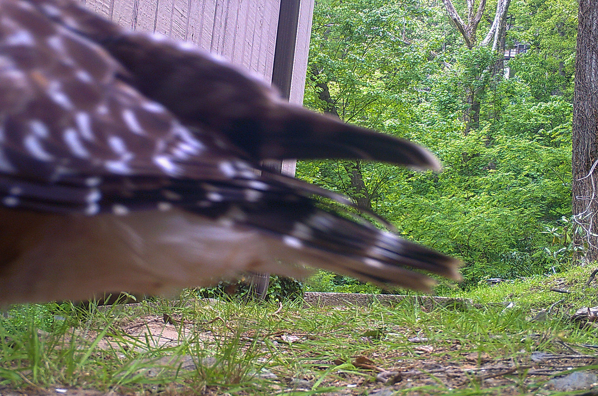 Birds in Asheville, North Carolina