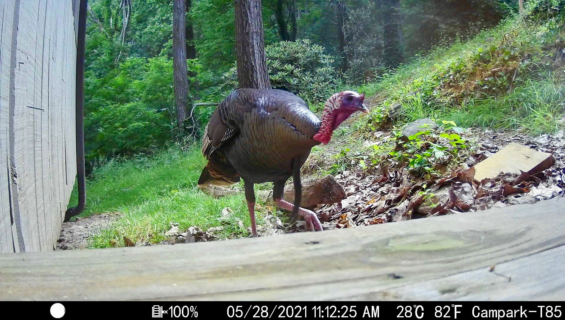 Turkeys in Asheville, North Carolina