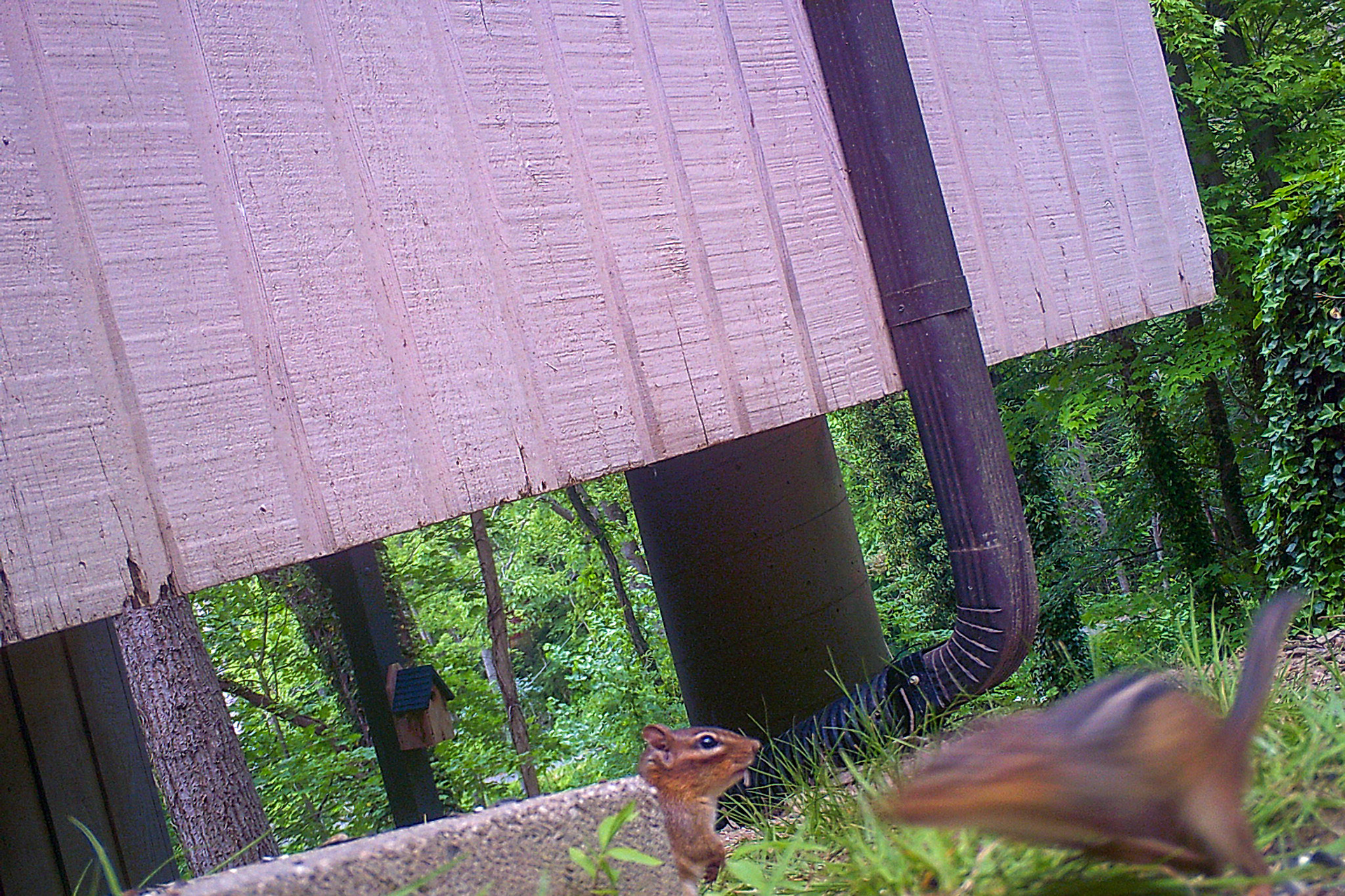 Chipmunks in Asheville, North Carolina