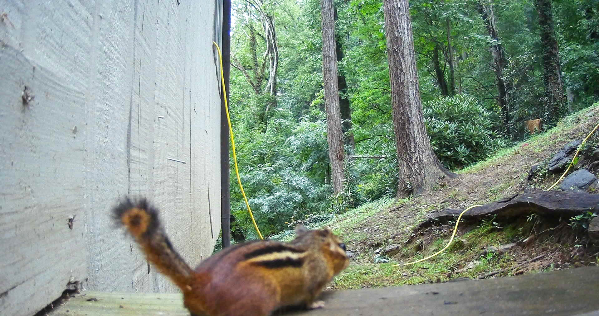 Chipmunks in Asheville, North Carolina