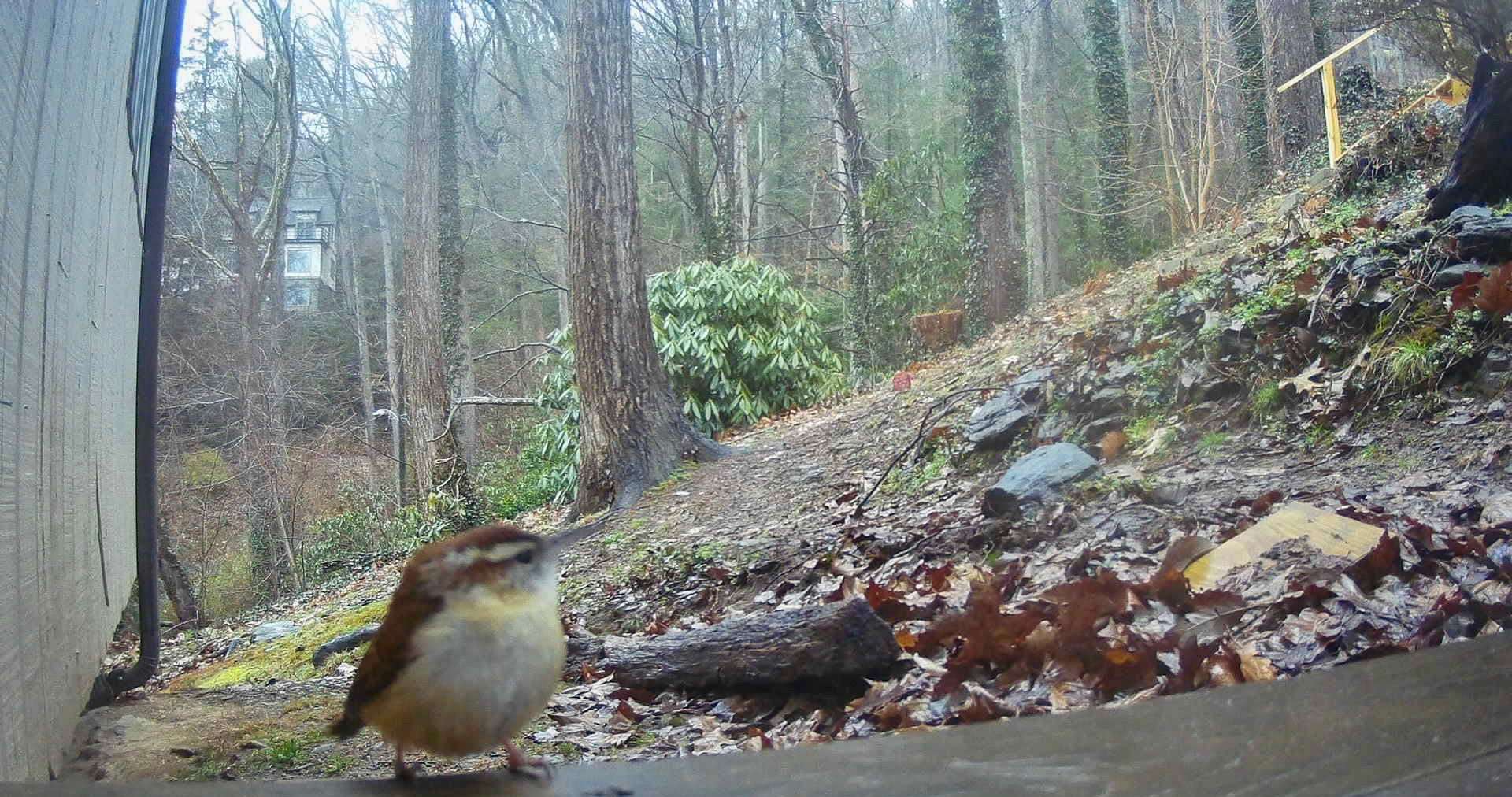 Birds in Asheville, North Carolina