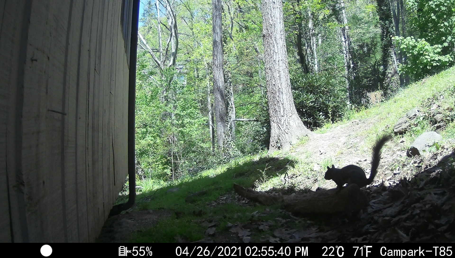 Squirrels in Asheville, North Carolina