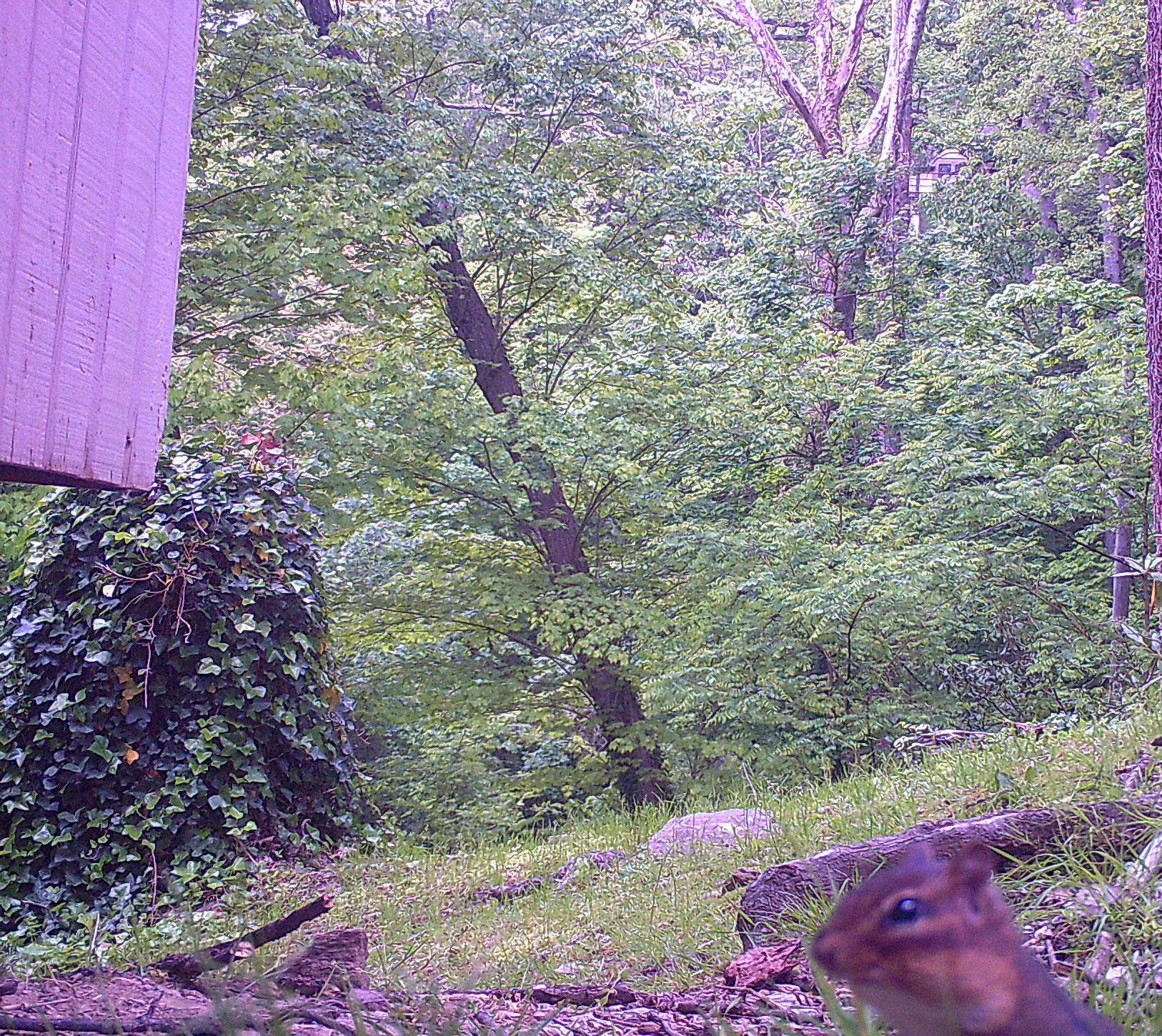 Chipmunks in Asheville, North Carolina