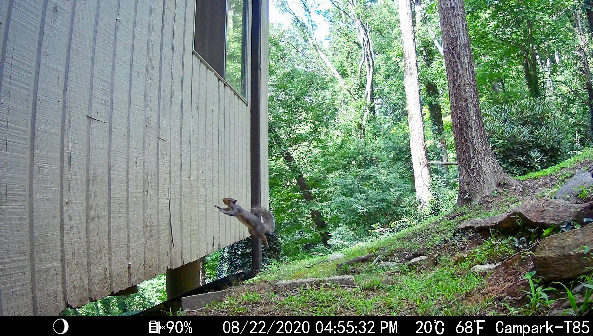 Squirrels in Asheville, North Carolina