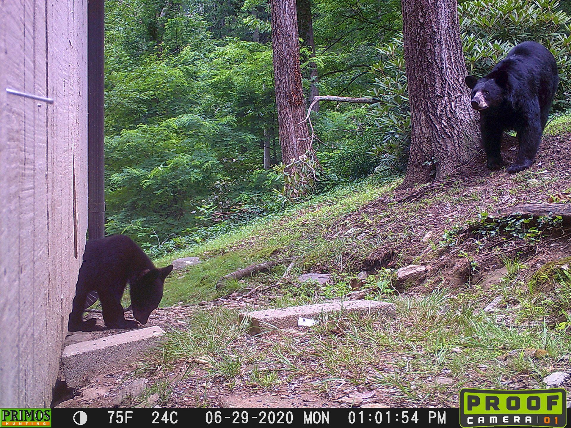 Black Bears in Asheville, North Carolina