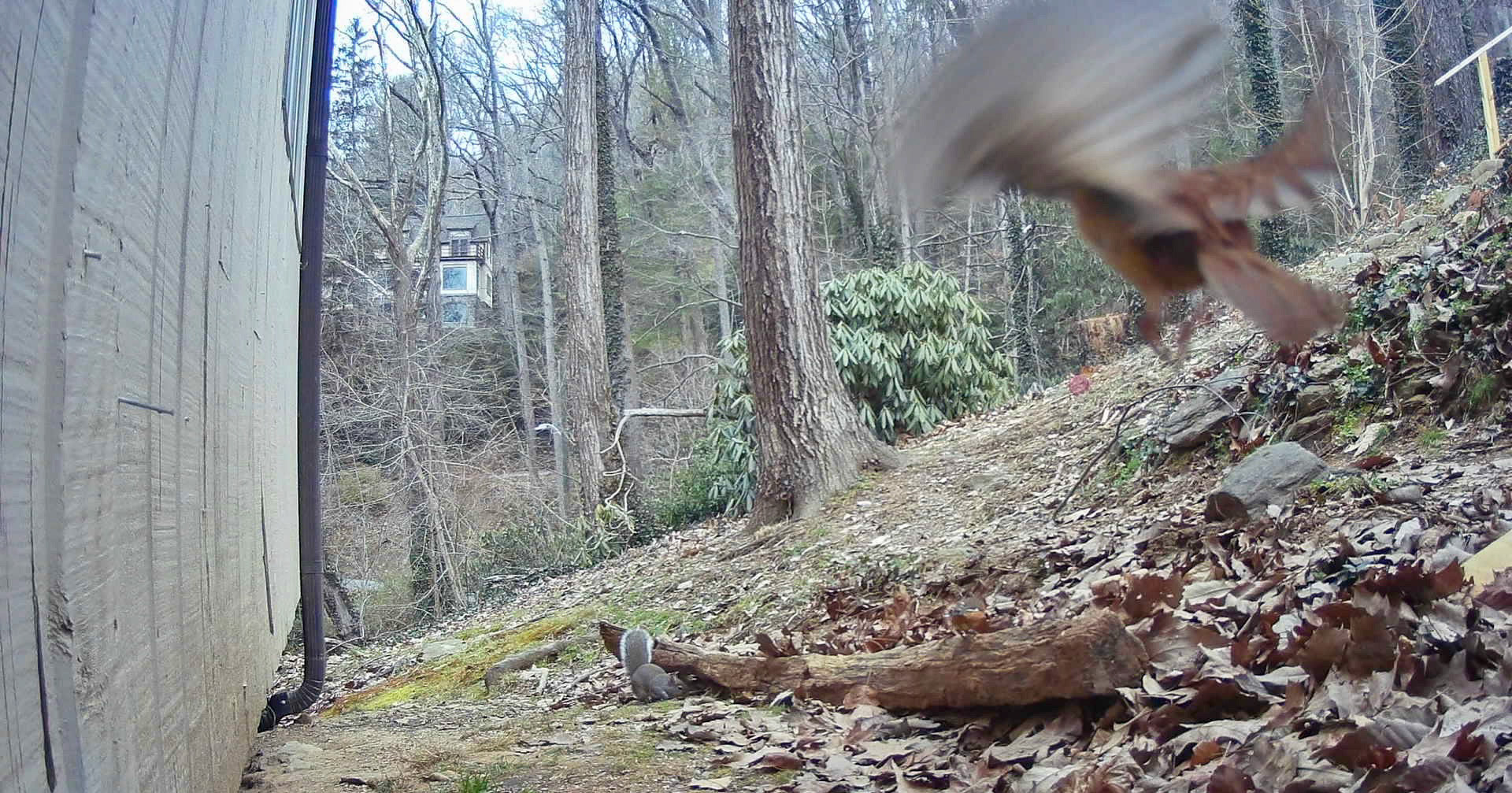 Birds in Asheville, North Carolina