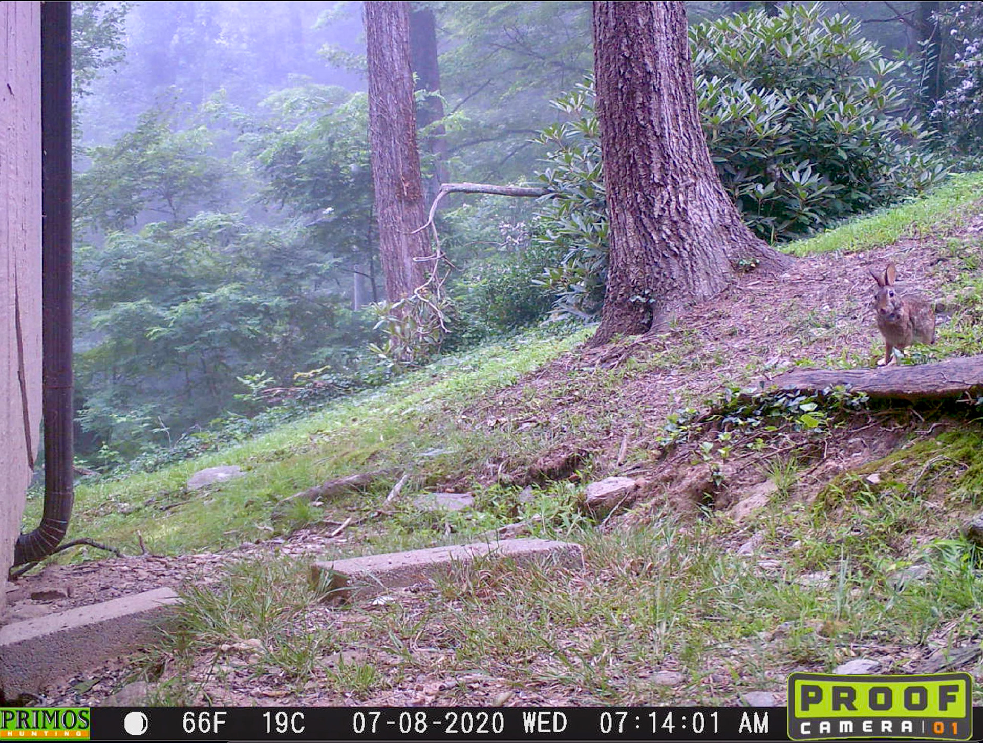 Rabbits in Asheville, North Carolina