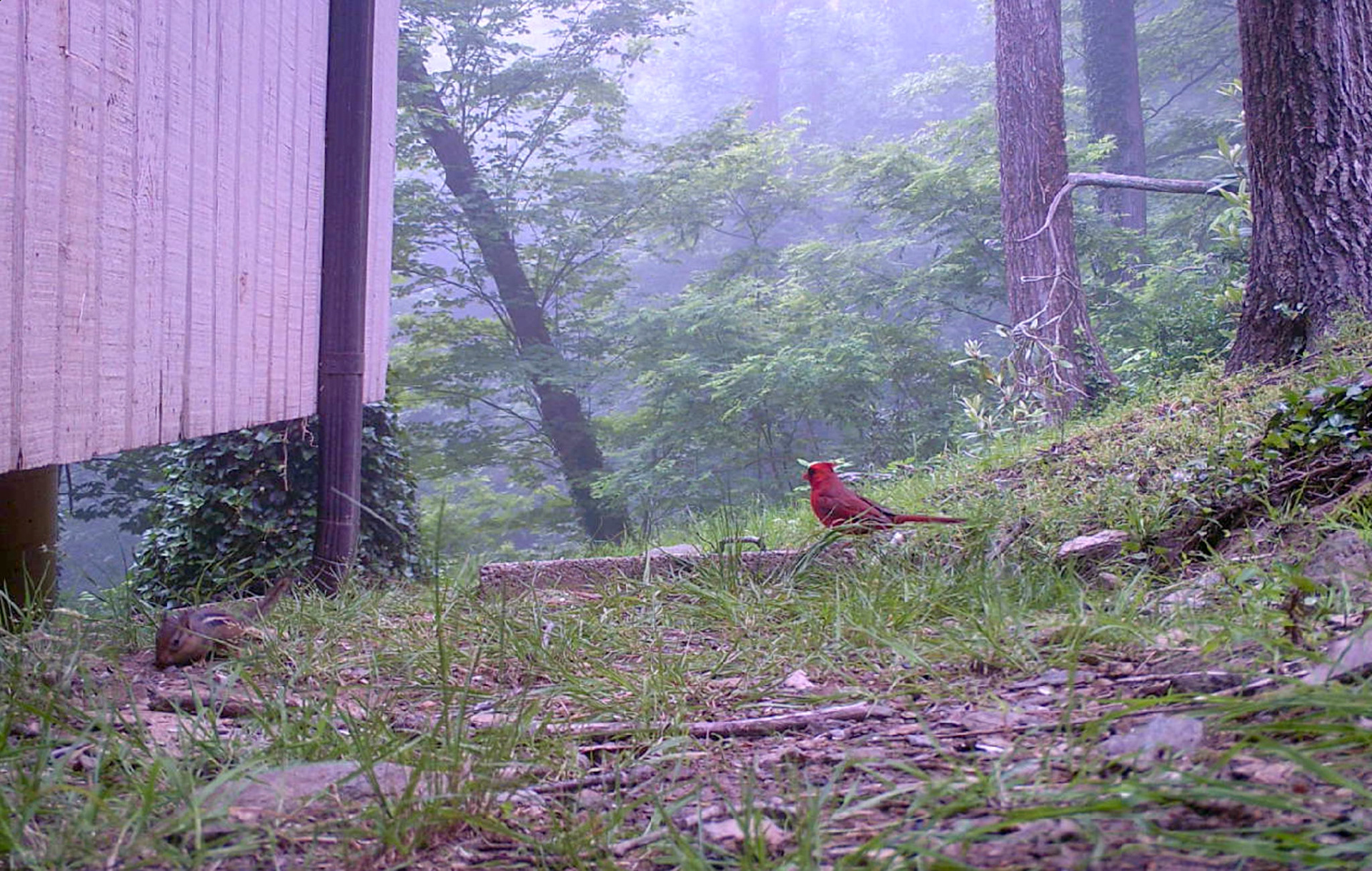 Birds in Asheville, North Carolina
