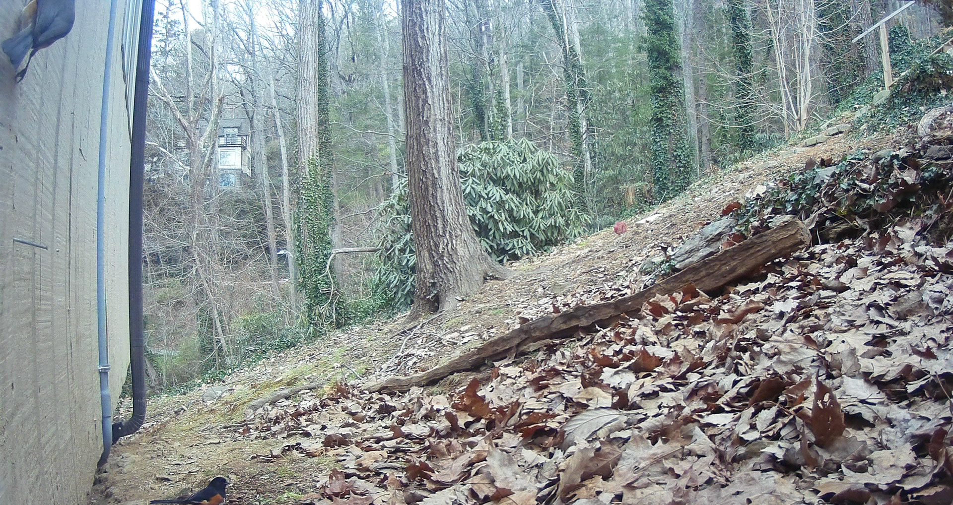 Birds in Asheville, North Carolina